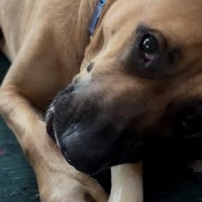 Enlarge Evie, a Adoptable mixed breed in Oswego, NY image 5/5