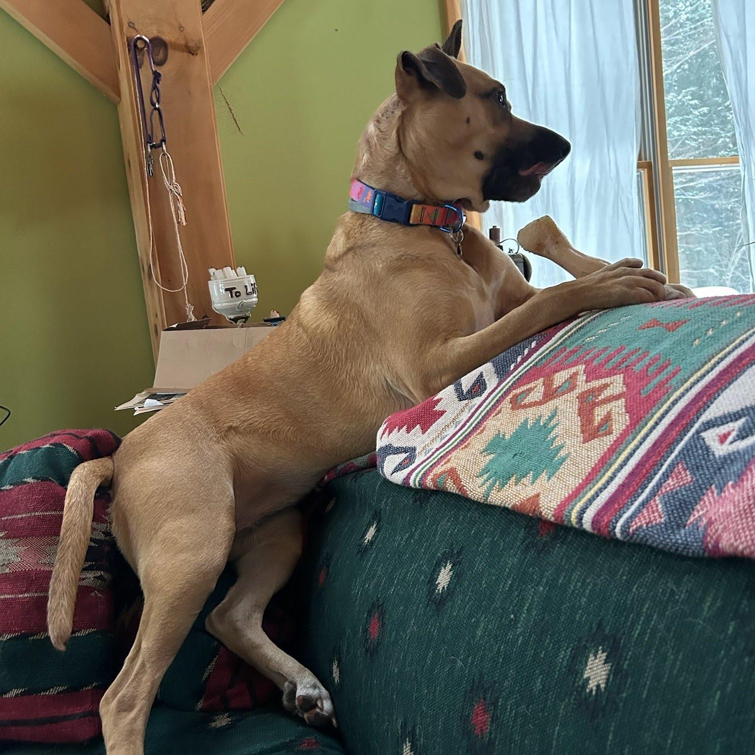 Enlarge Evie, a Adoptable mixed breed in Oswego, NY image 3/5