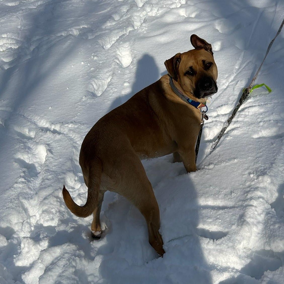 Enlarge Evie, a Adoptable mixed breed in Oswego, NY image 2/5
