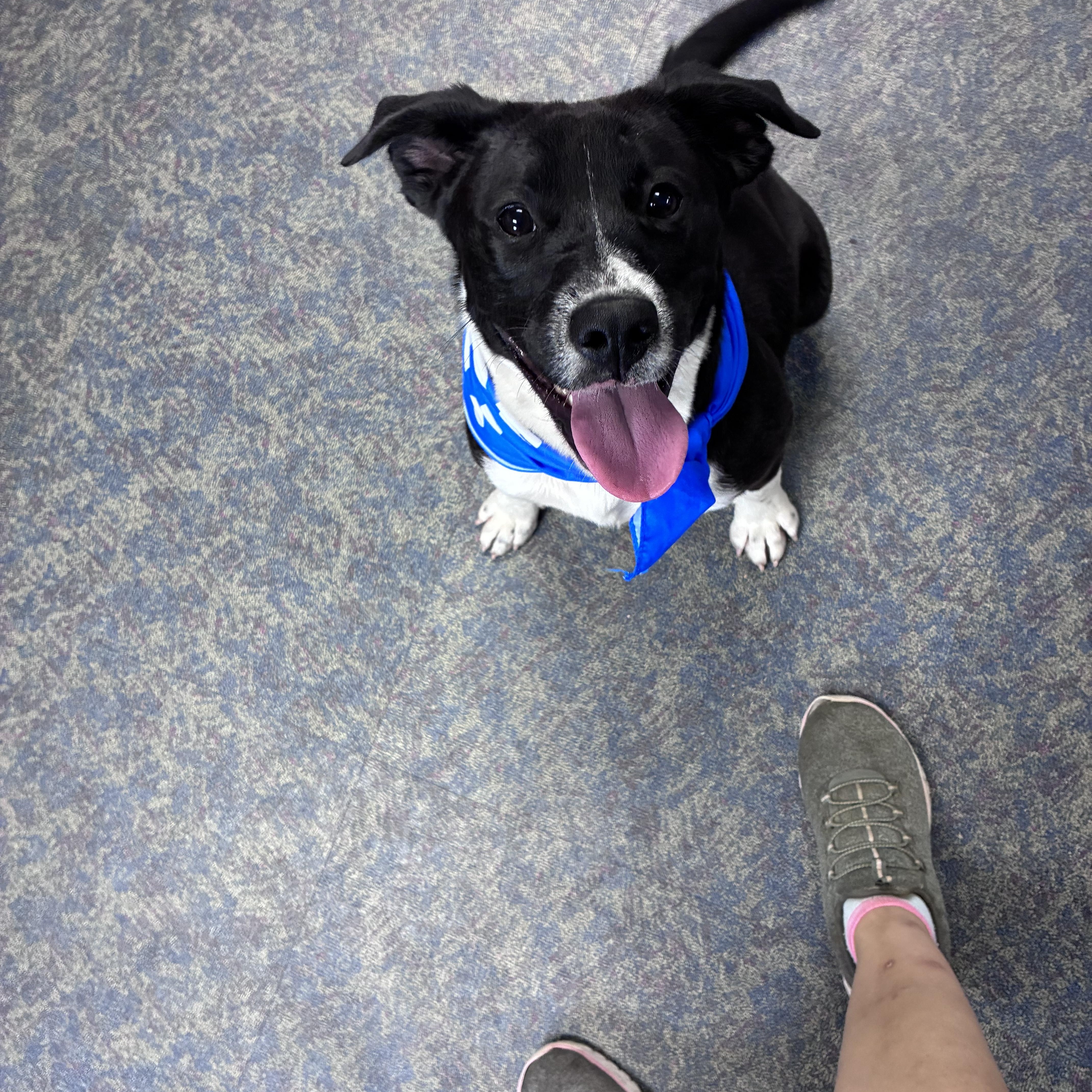 Enlarge Cheyanne, a Adoptable mixed breed in Blytheville, AR image 5/5