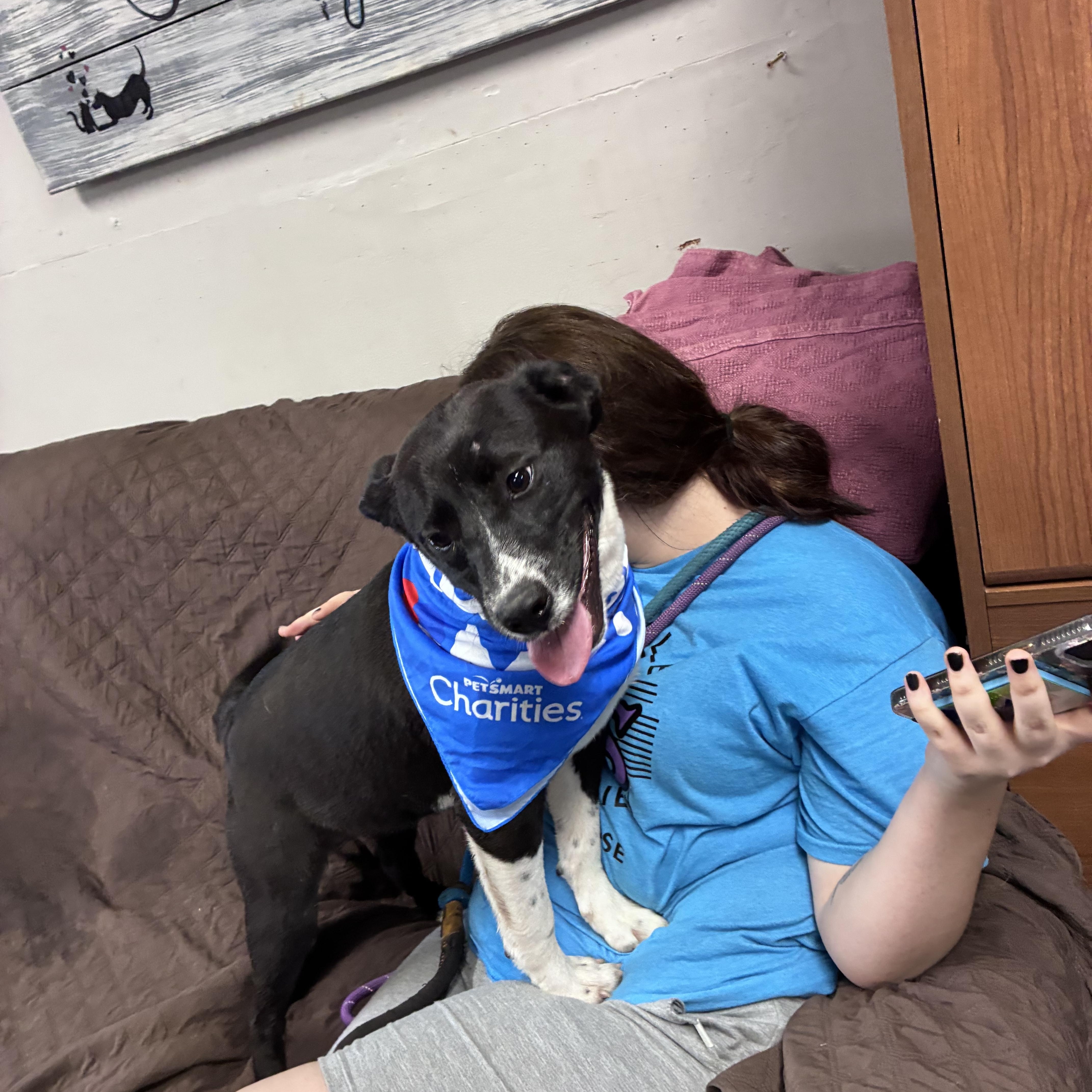 Enlarge Cheyanne, a Adoptable mixed breed in Blytheville, AR image 3/5