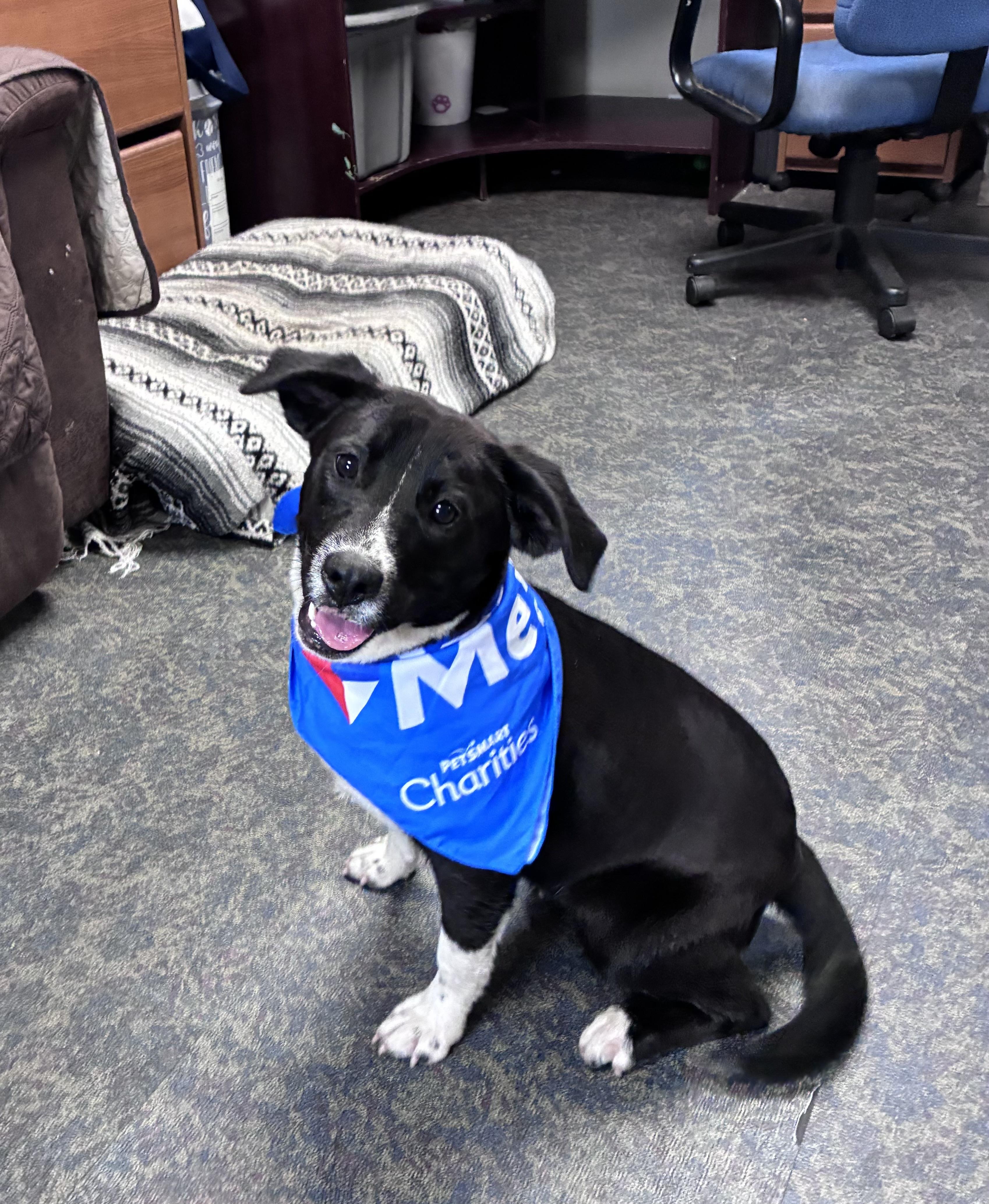Enlarge Cheyanne, a Adoptable mixed breed in Blytheville, AR image 2/5