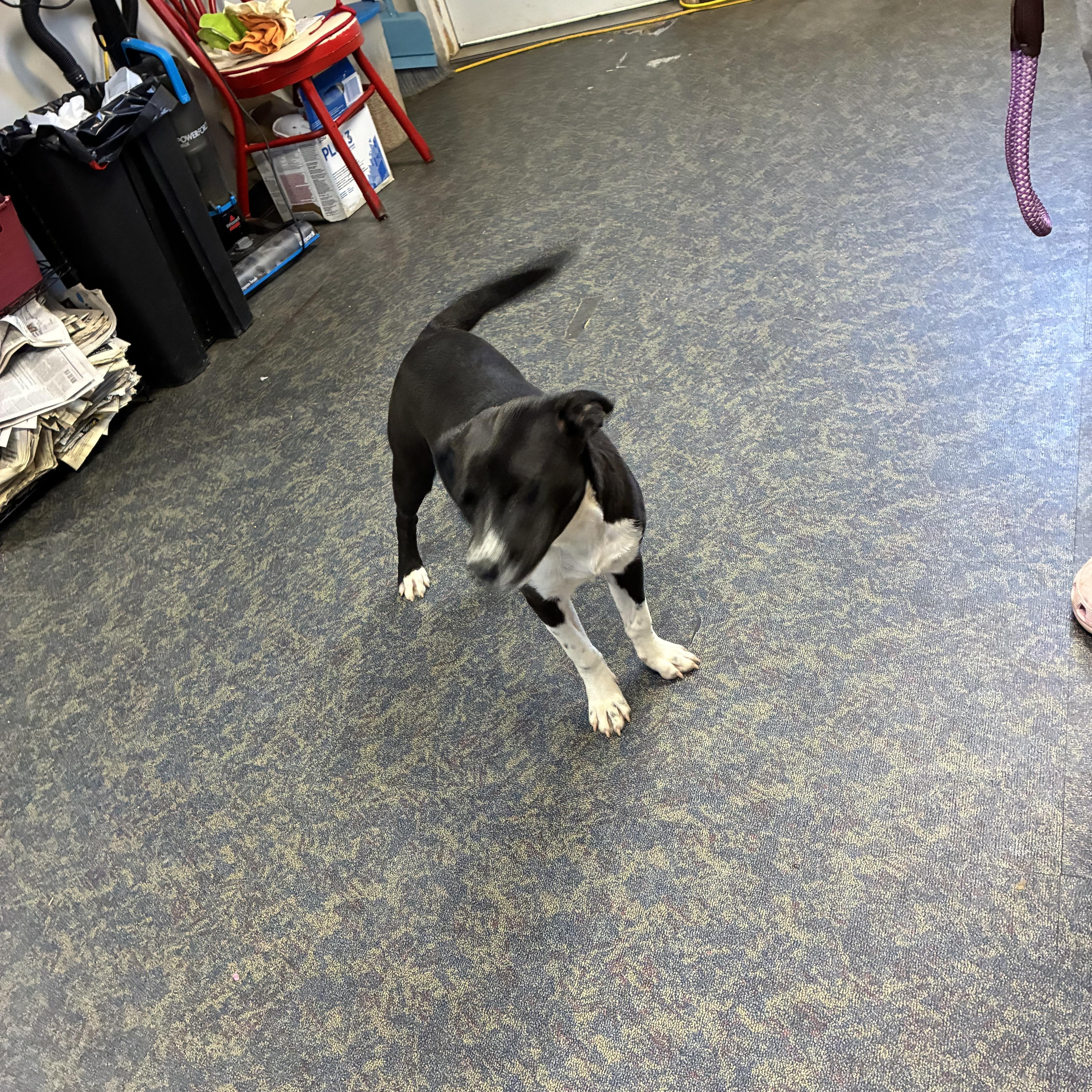 Enlarge Cheyanne, a Adoptable mixed breed in Blytheville, AR image 3/3