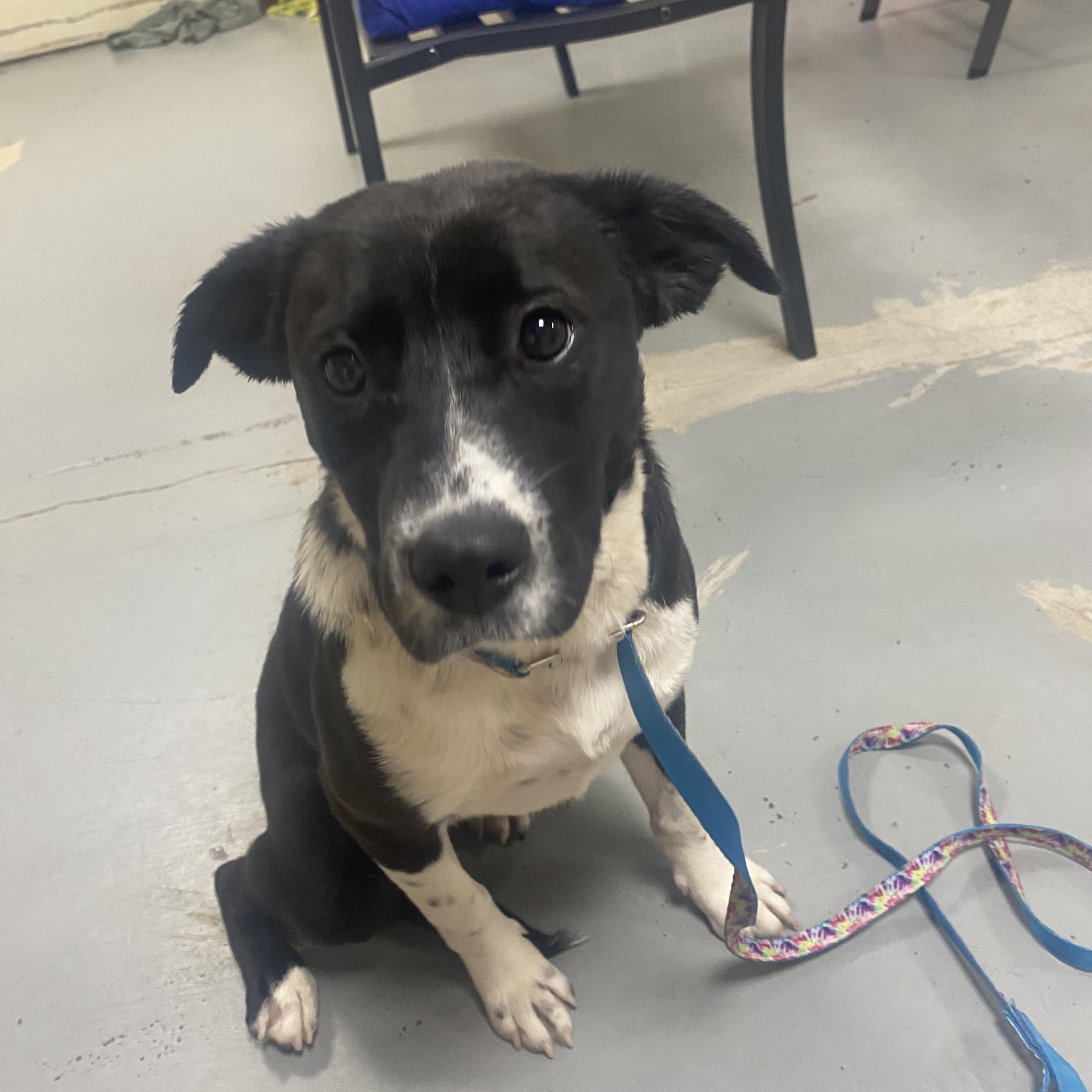 Enlarge Cheyanne, a Adoptable mixed breed in Blytheville, AR image 1/3