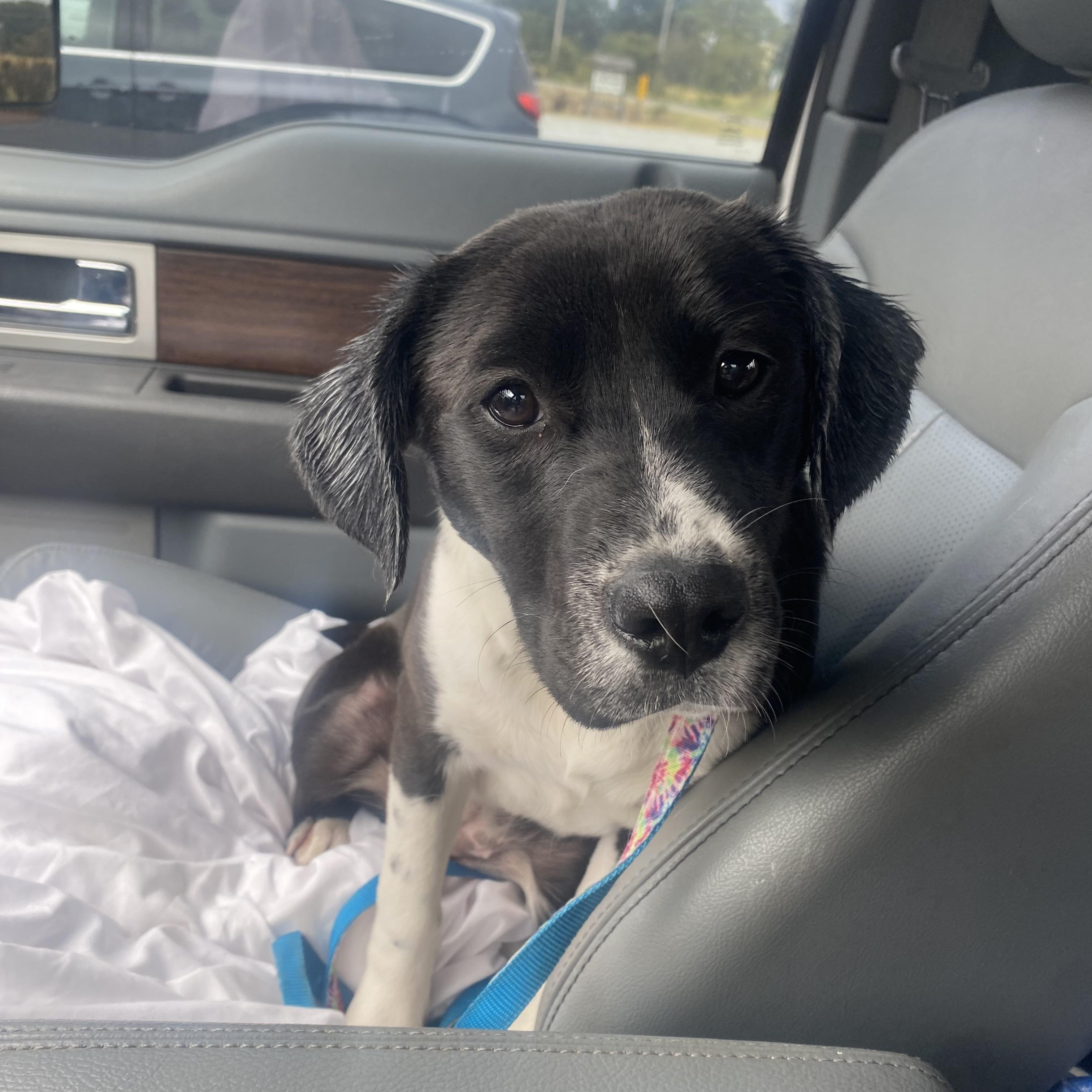 Enlarge Cheyanne, a Adoptable mixed breed in Blytheville, AR image 2/3