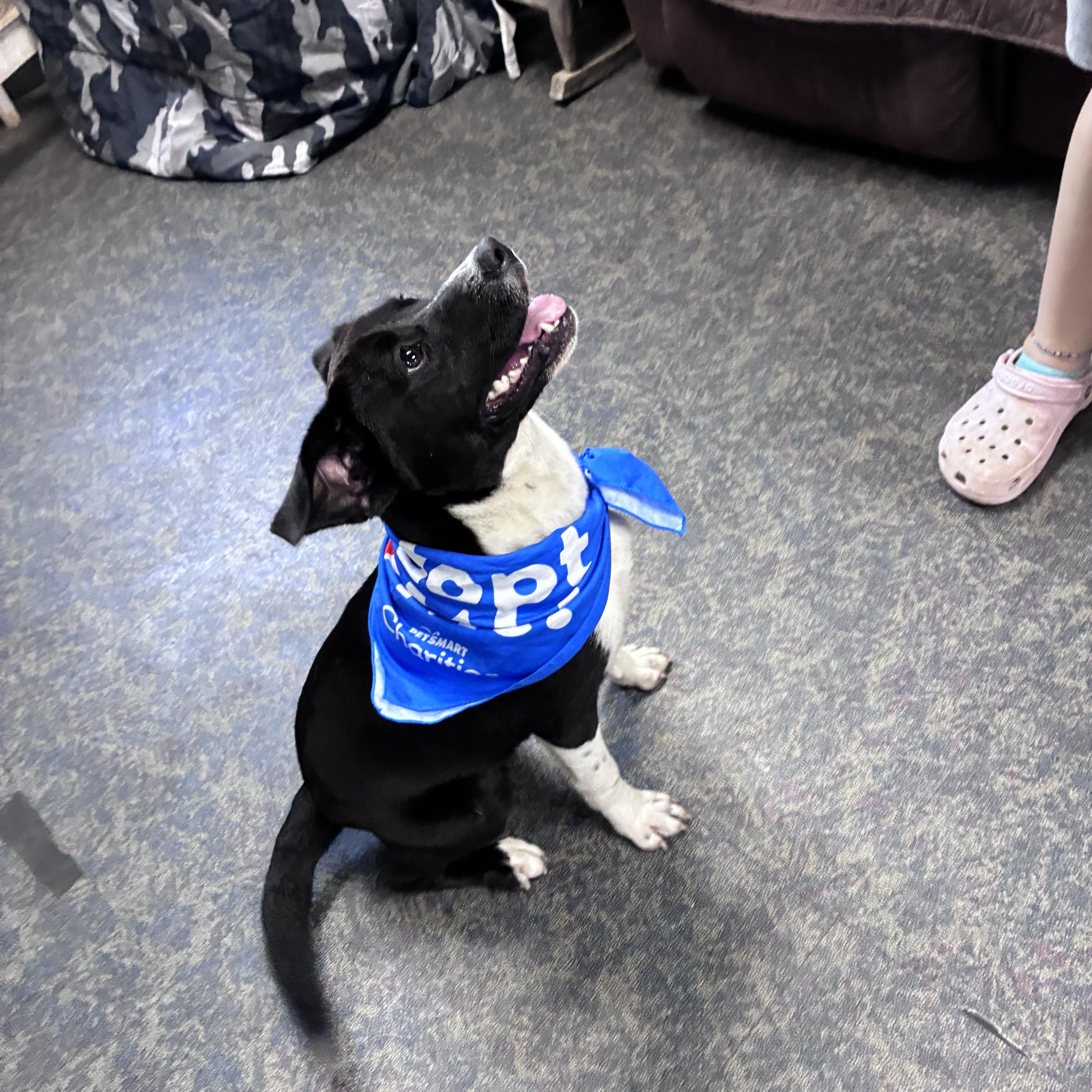 Enlarge Cheyanne, a Adoptable mixed breed in Blytheville, AR image 4/5