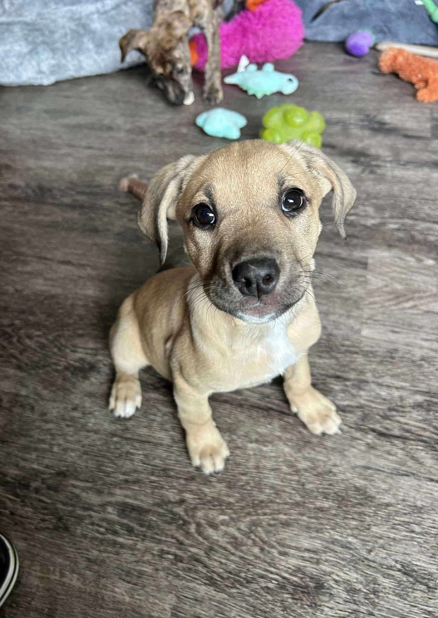 Smurf, an adoptable Mixed Breed in Grand Island, NE, 68801 | Photo Image 1
