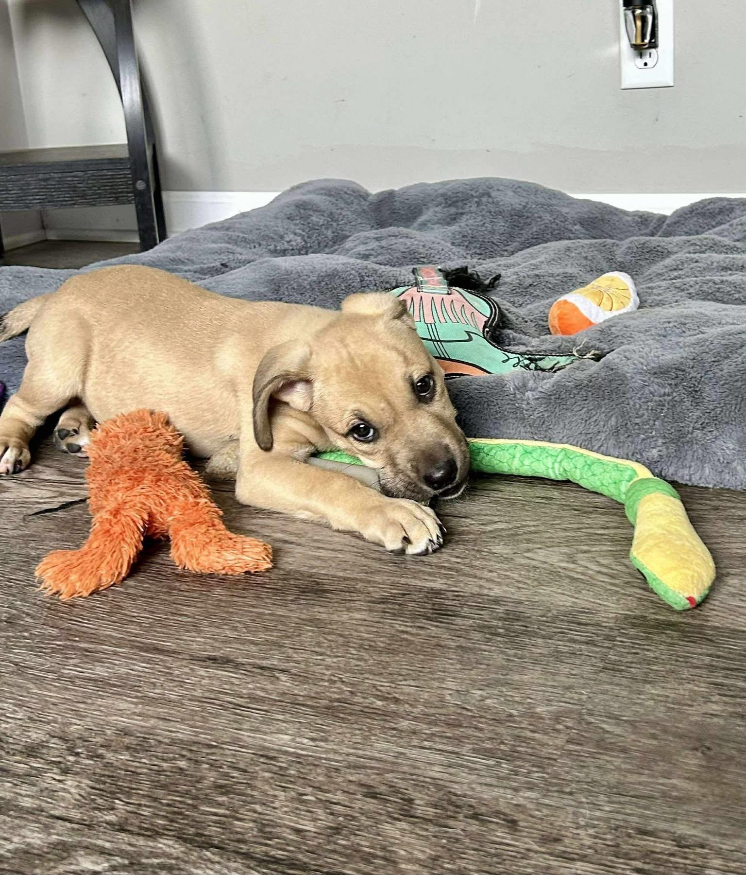 Smurf, an adoptable Mixed Breed in Grand Island, NE, 68801 | Photo Image 3