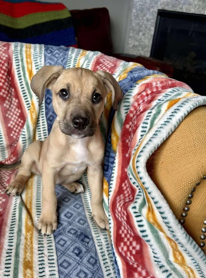 Smurf, an adoptable Mixed Breed in Grand Island, NE, 68801 | Photo Image 2