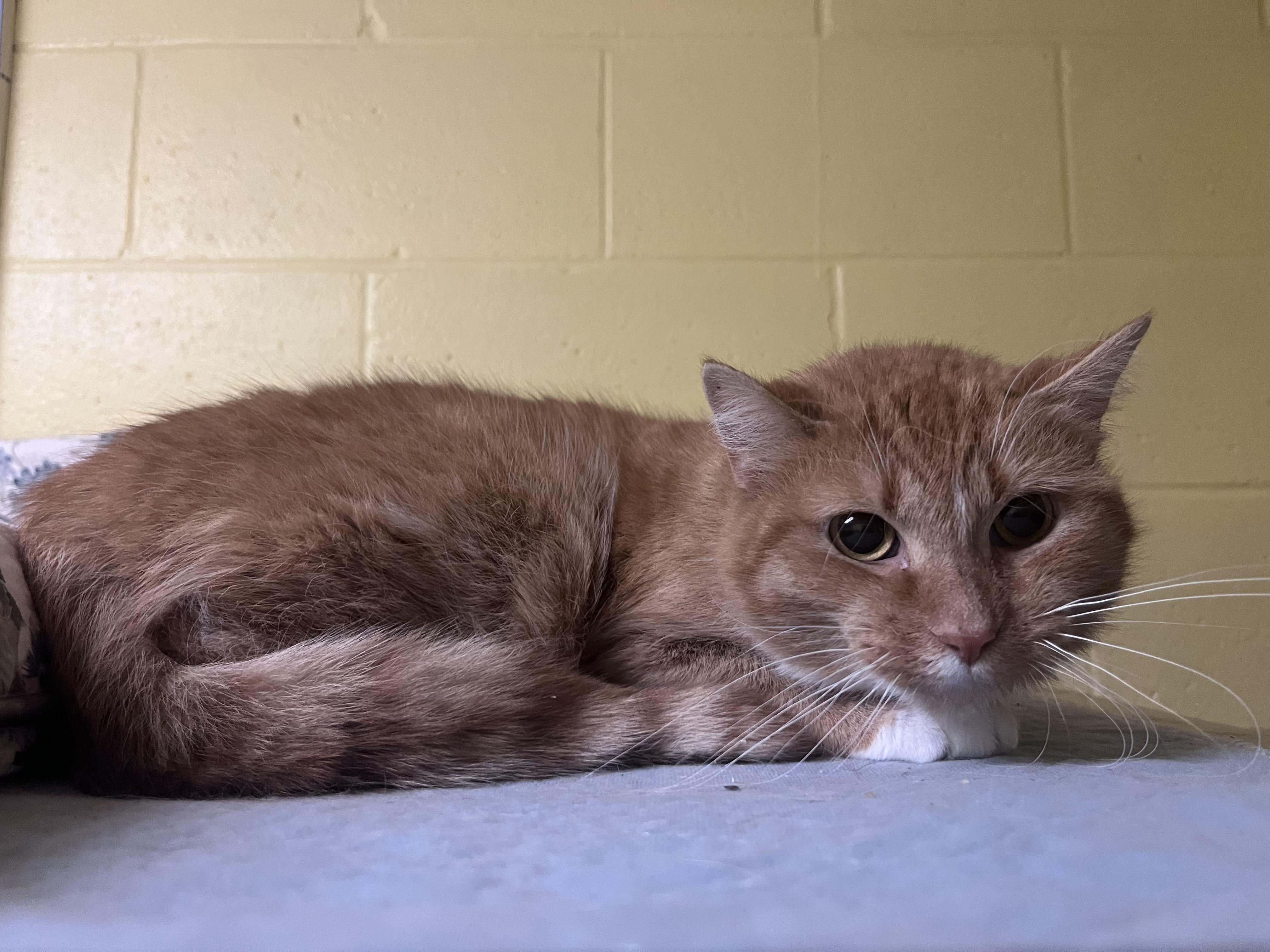 Trexe, a Adoptable mixed breed image 3/3