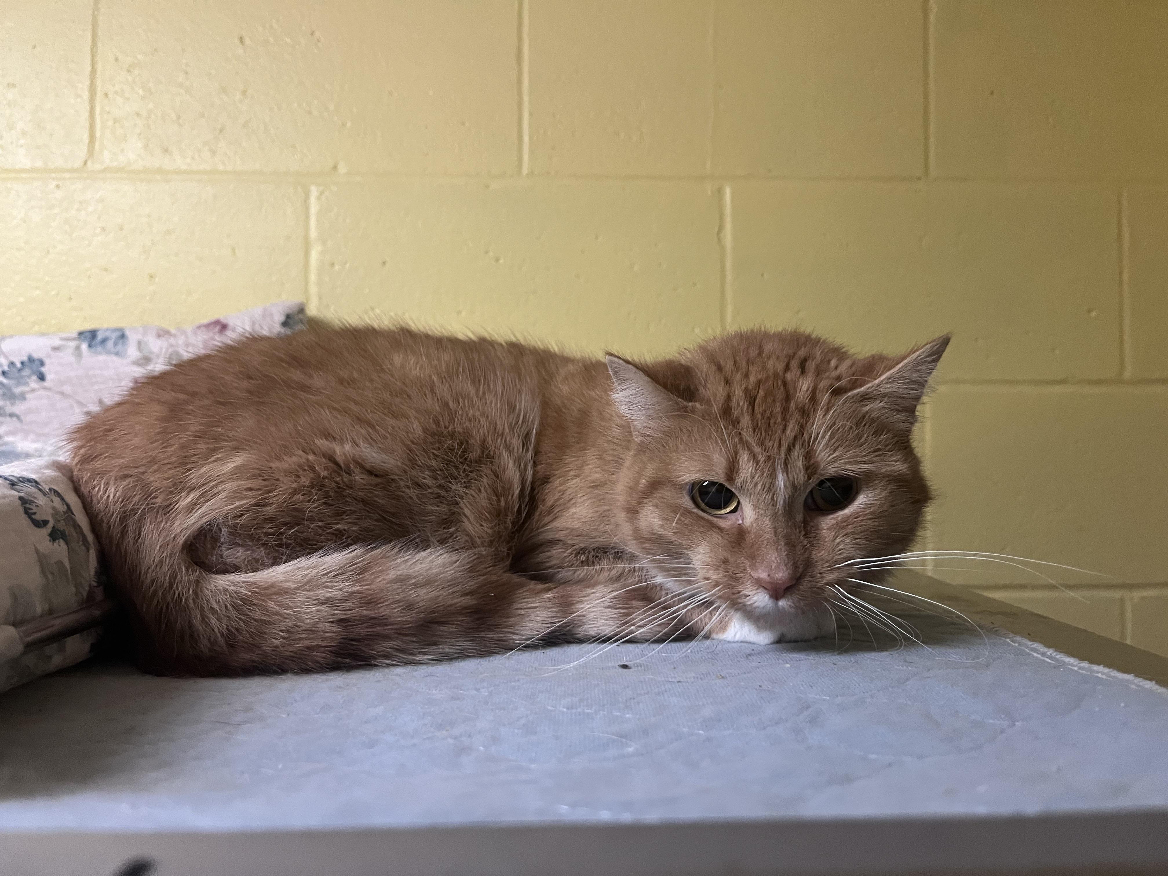 Trexe, a Adoptable mixed breed image 1/3