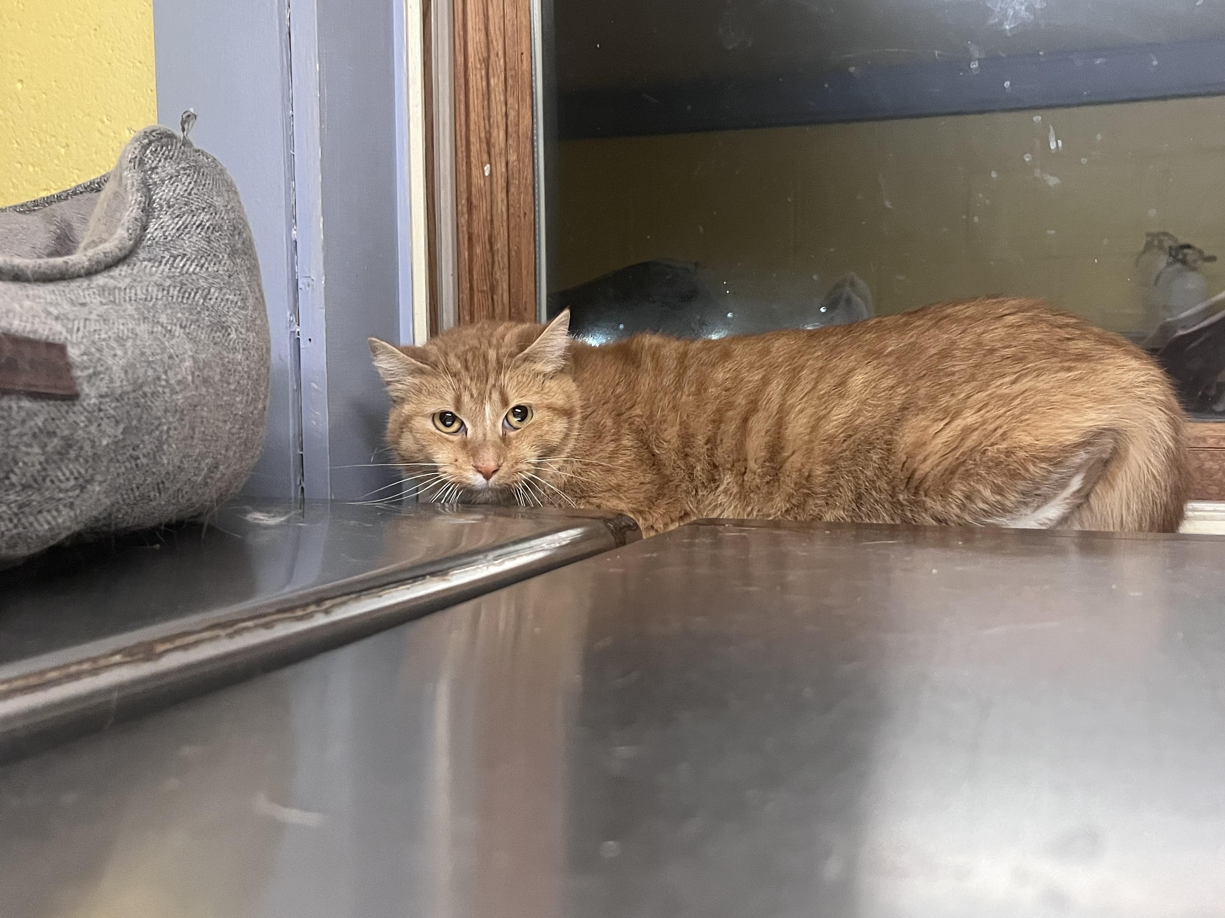 Trexe, a Adoptable mixed breed image 2/3