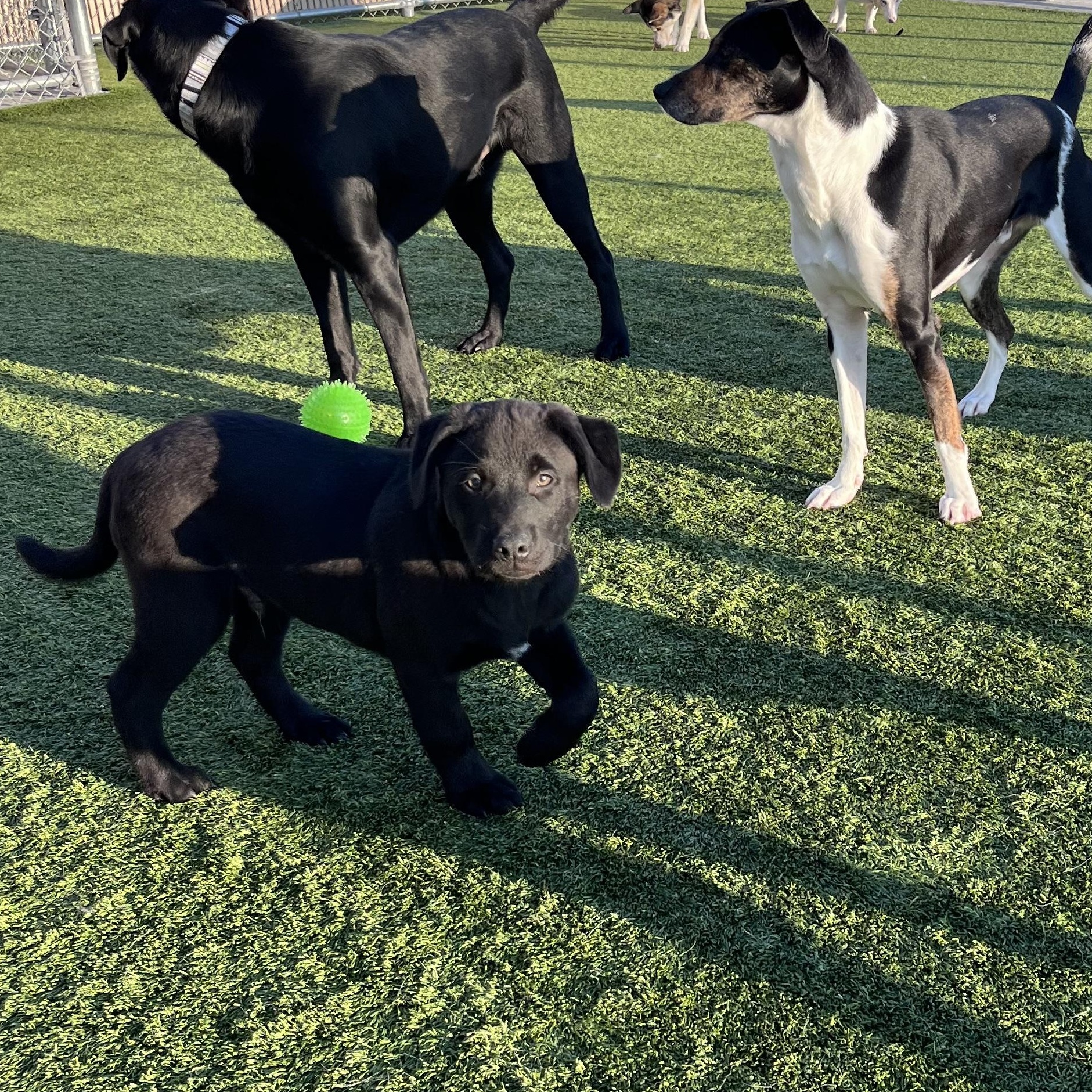 Enlarge Theodore, a Adoptable mixed breed in Liberty, MO image 1/4