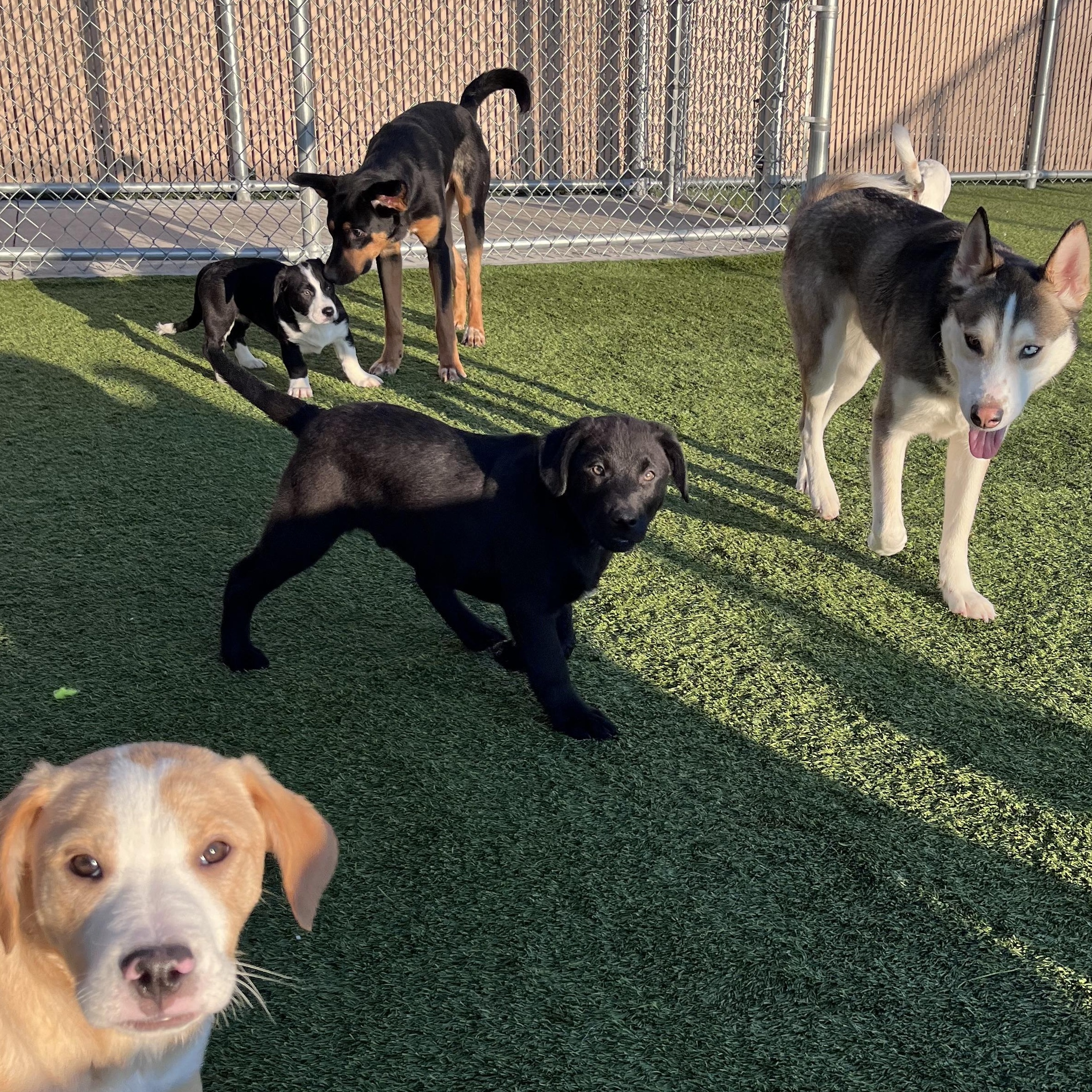 Enlarge Theodore, a Adoptable mixed breed in Liberty, MO image 3/4