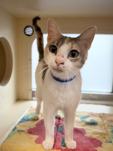 CAROL, Adoptable, Young Female Domestic Short Hair.