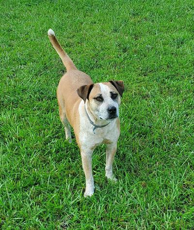 Enlarge Kuechly (formerly Clyde), a Adoptable mixed breed in Smithfield, NC image 1/4