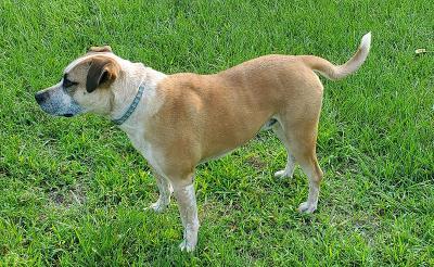 Enlarge Kuechly (formerly Clyde), a Adoptable mixed breed in Smithfield, NC image 2/4