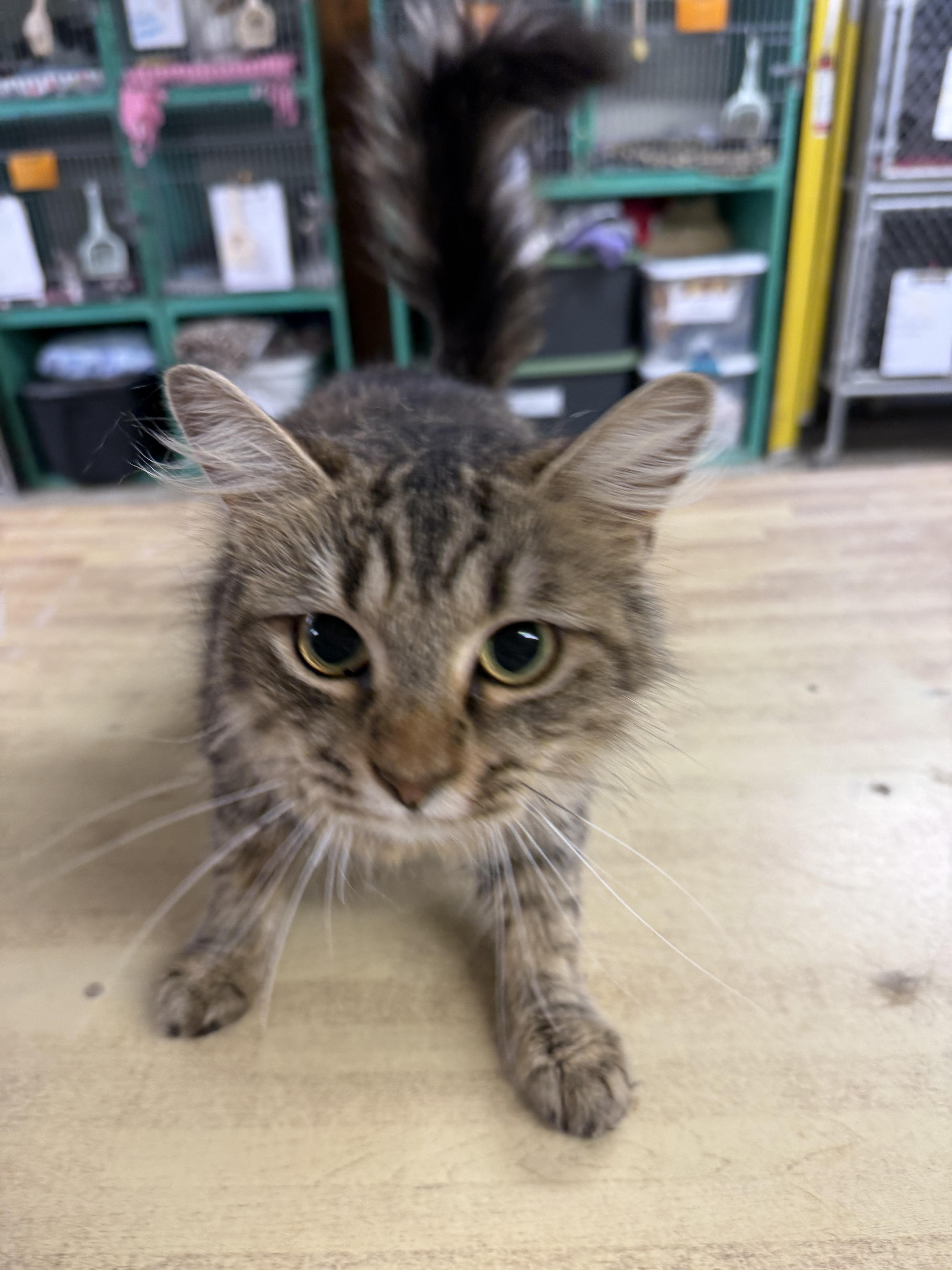 Enlarge Waffle, a ADOPTABLE Domestic Medium Hair in Fort Madison, IA image 2/2