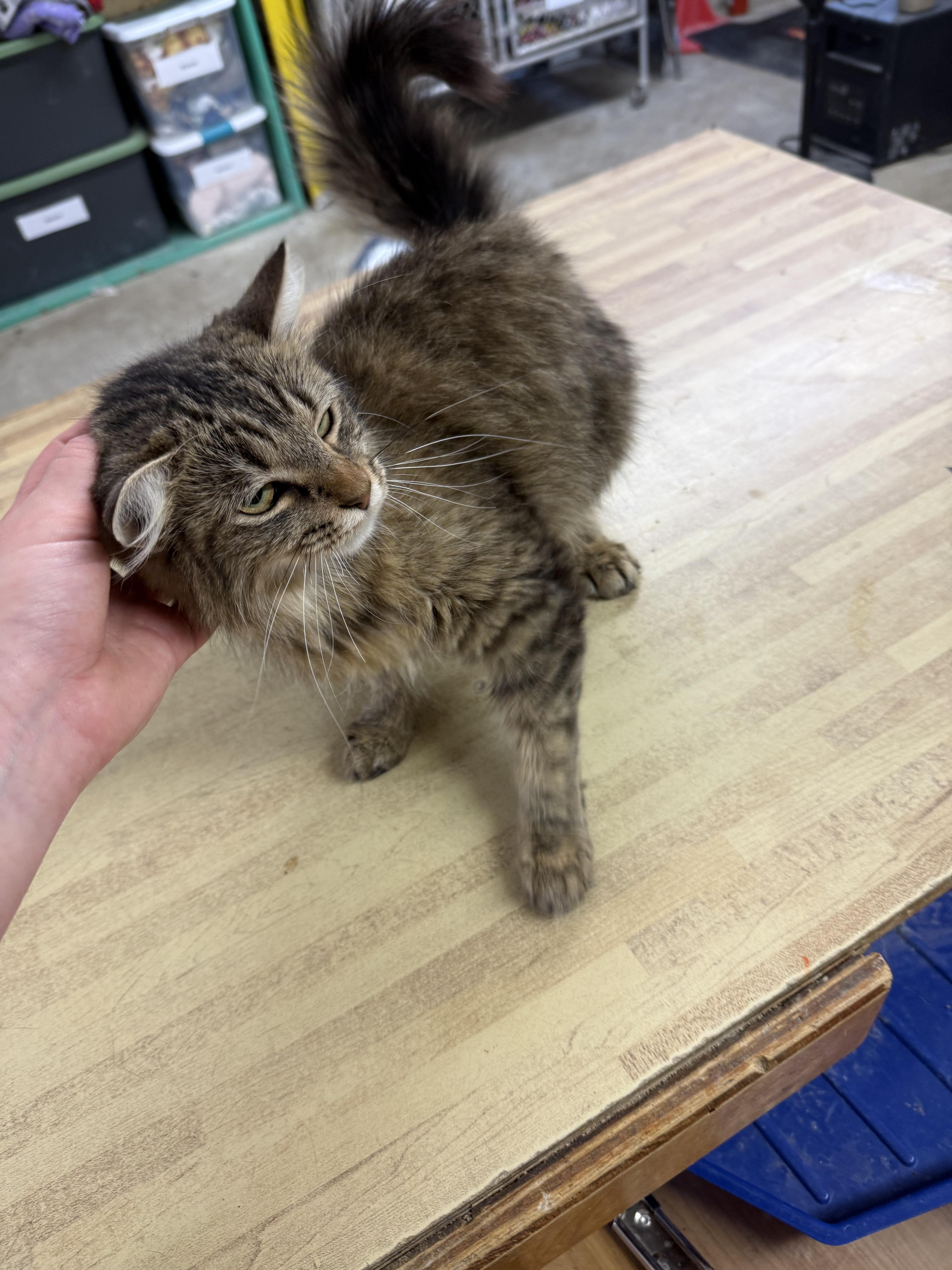 Waffle, ADOPTABLE, Young Female Domestic Medium Hair.