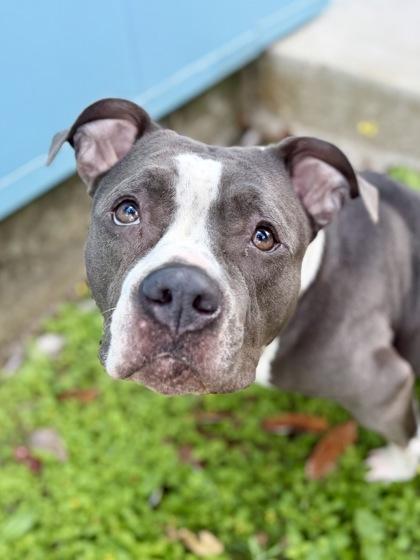 Bella, a Adoptable mixed breed in New Orleans, LA image 1/2