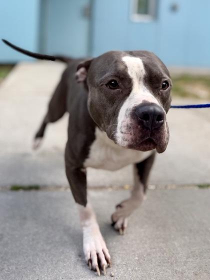 Bella, a Adoptable mixed breed in New Orleans, LA image 2/2