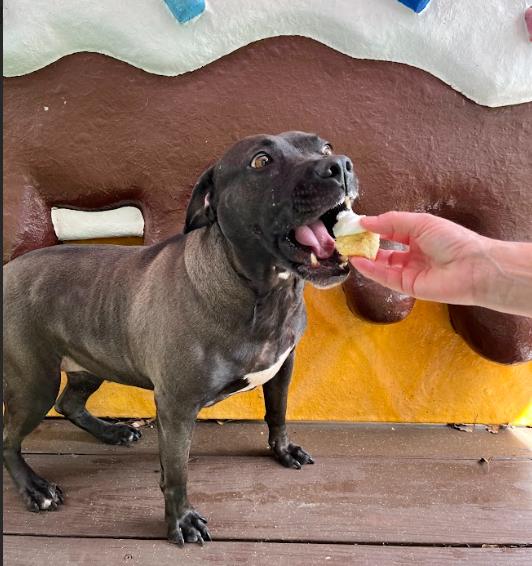 Enlarge Lacey, a Adoptable mixed breed in Palm Harbor, FL image 6/6