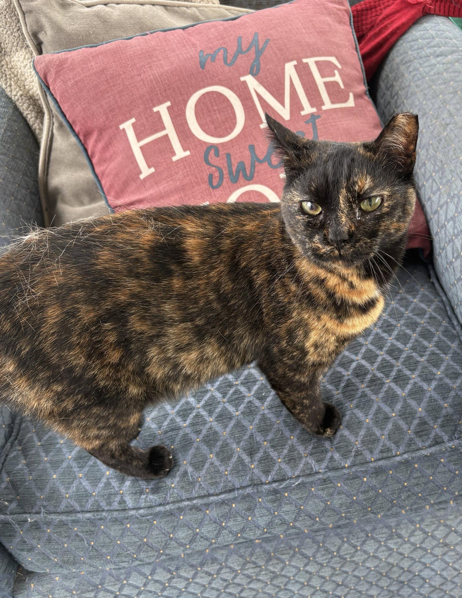 Tiki, Adoptable, Young Female Domestic Short Hair.