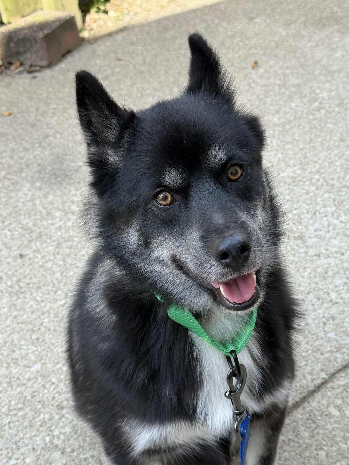 Blaze, an adoptable Pomsky, Husky in North Olmsted, OH, 44070 | Photo Image 1