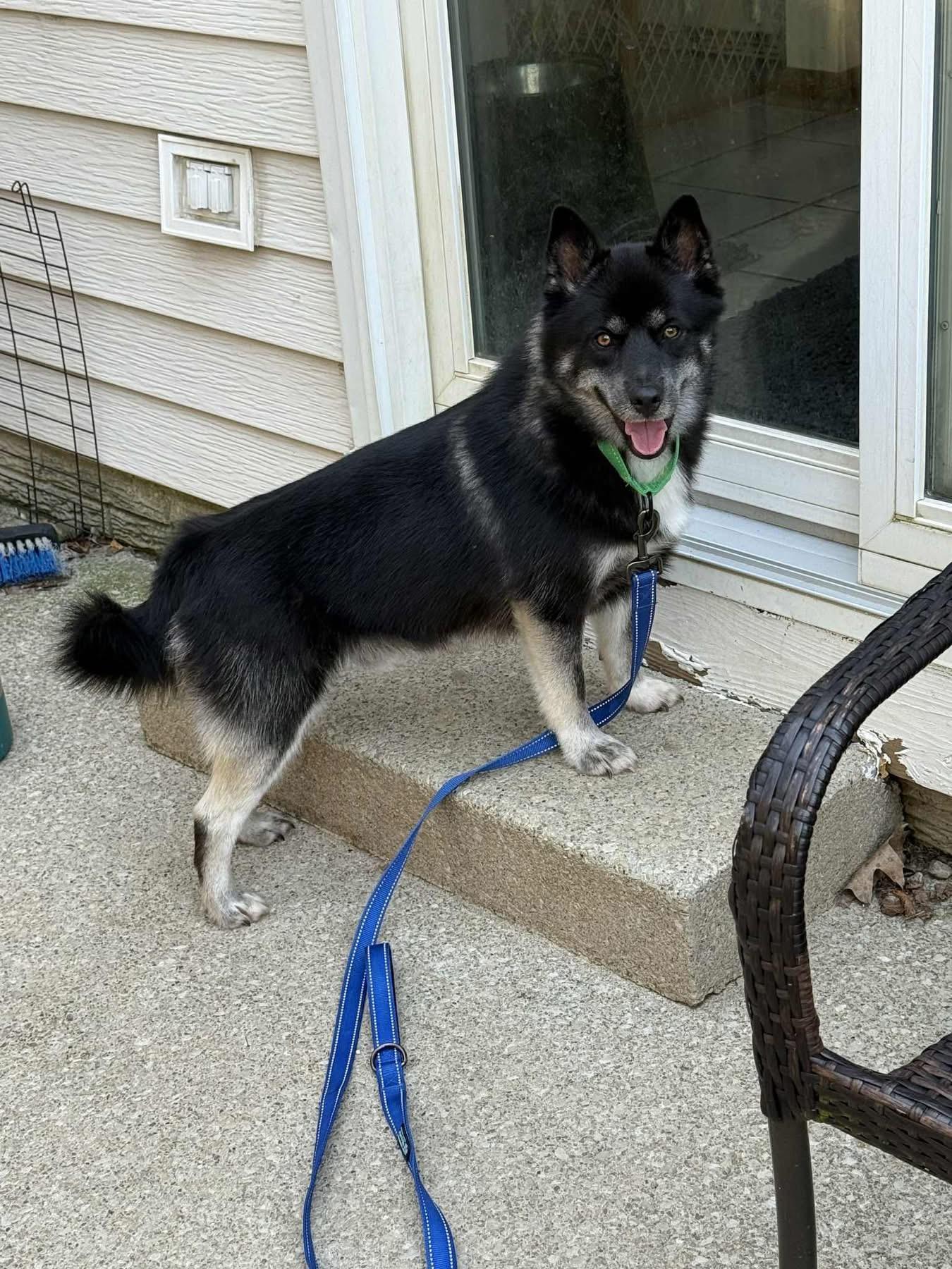 Blaze, an adoptable Pomsky, Husky in North Olmsted, OH, 44070 | Photo Image 2