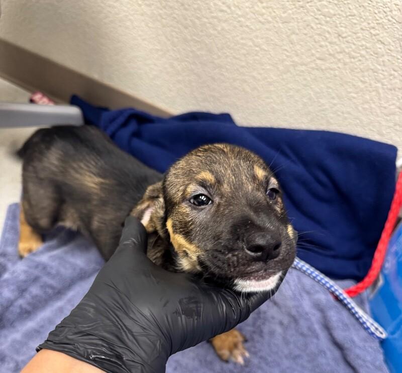 Jill, Adoptable, Young Female Mixed Breed.