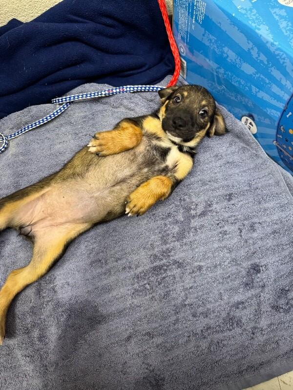 Enlarge Jill, a Adoptable Mixed Breed in Hobbs, NM image 2/6