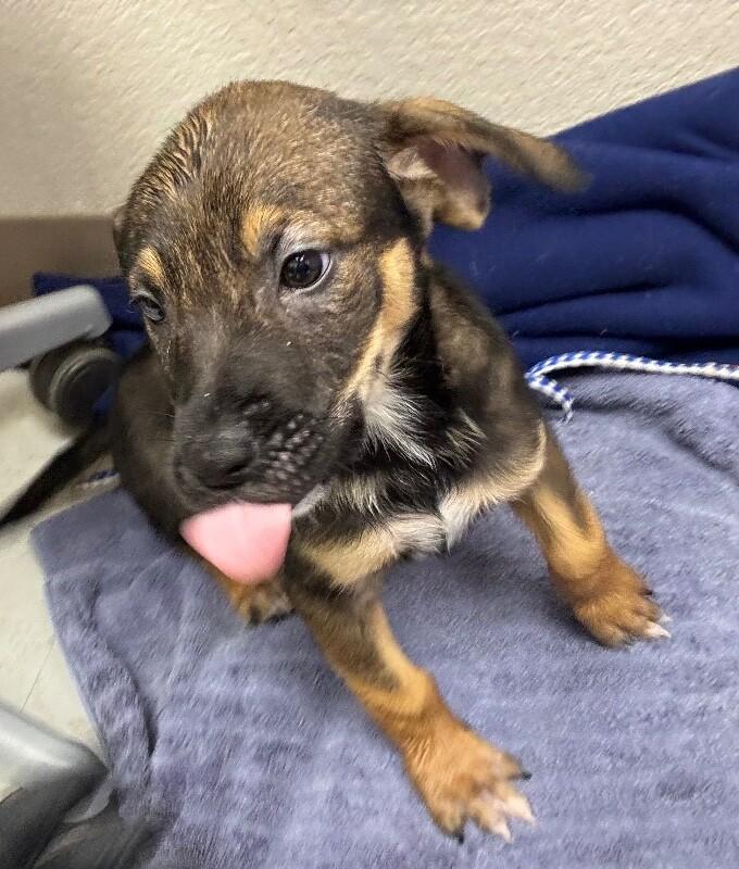 Enlarge Jill, a Adoptable Mixed Breed in Hobbs, NM image 3/6