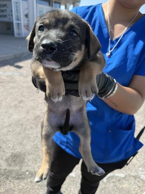 Enlarge Jill, a Adoptable Mixed Breed in Hobbs, NM image 4/6