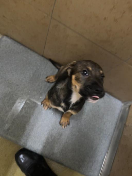 Enlarge Jill, a Adoptable Mixed Breed in Hobbs, NM image 5/6