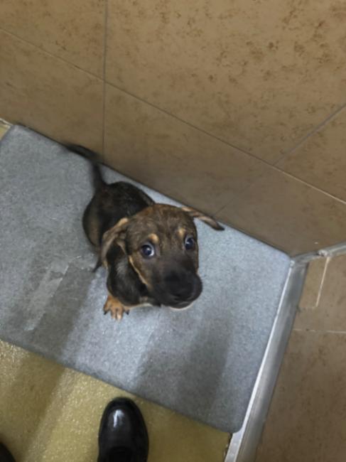 Enlarge Jill, a Adoptable Mixed Breed in Hobbs, NM image 6/6