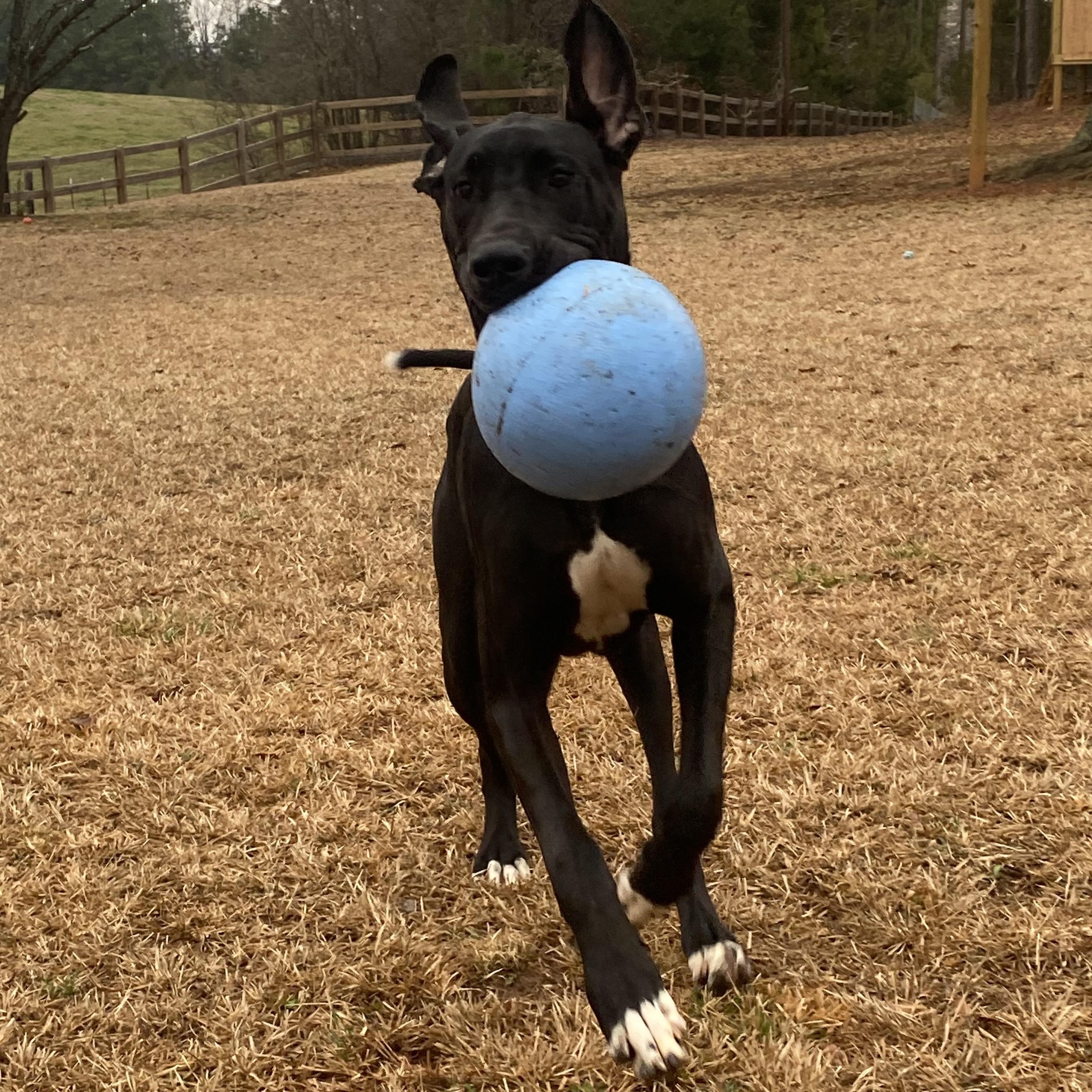 Enlarge Espresso Martini, an adopted Great Dane in Chester, SC image 1/5