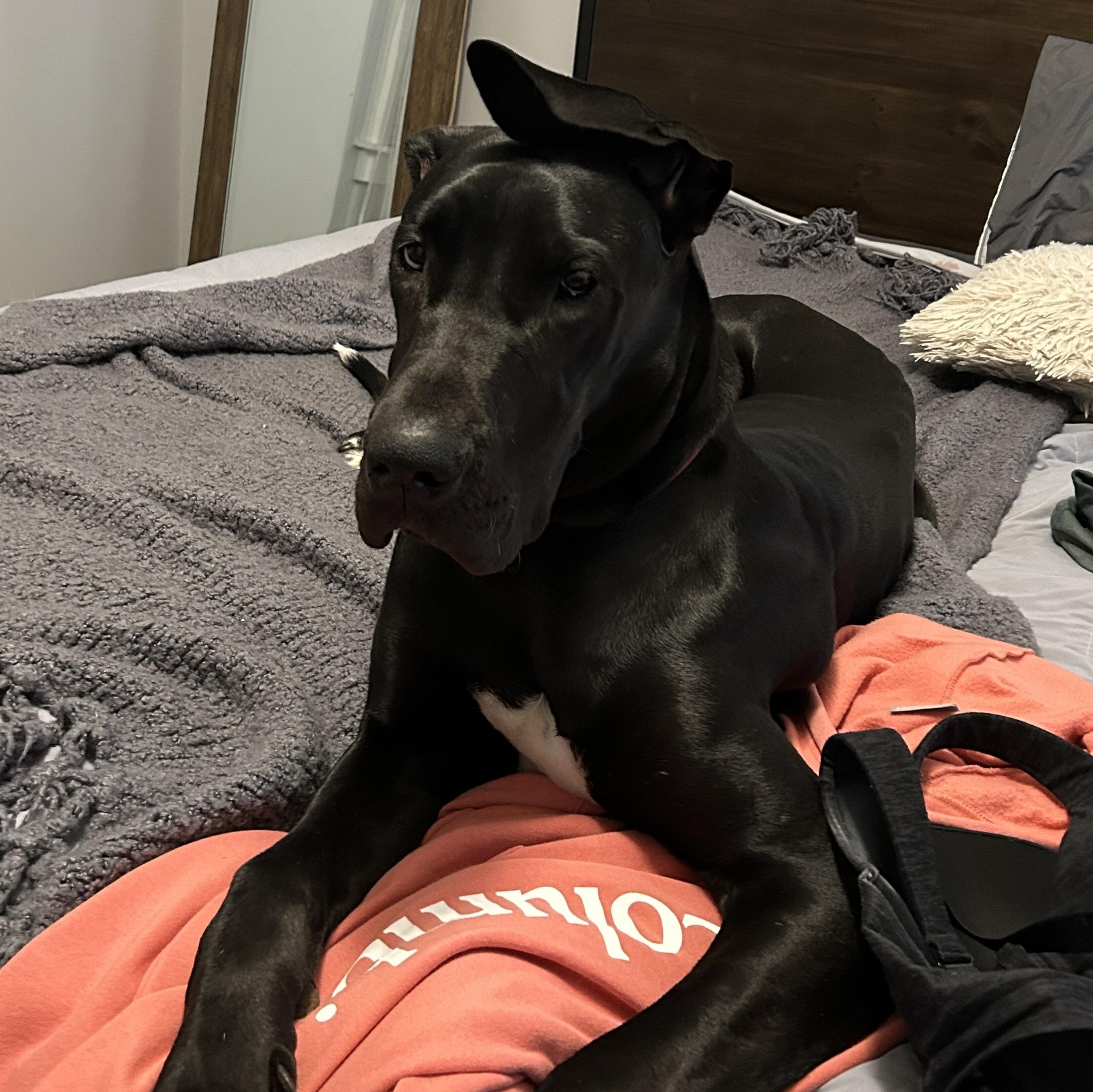 Enlarge Espresso Martini, an adopted Great Dane in Chester, SC image 2/5