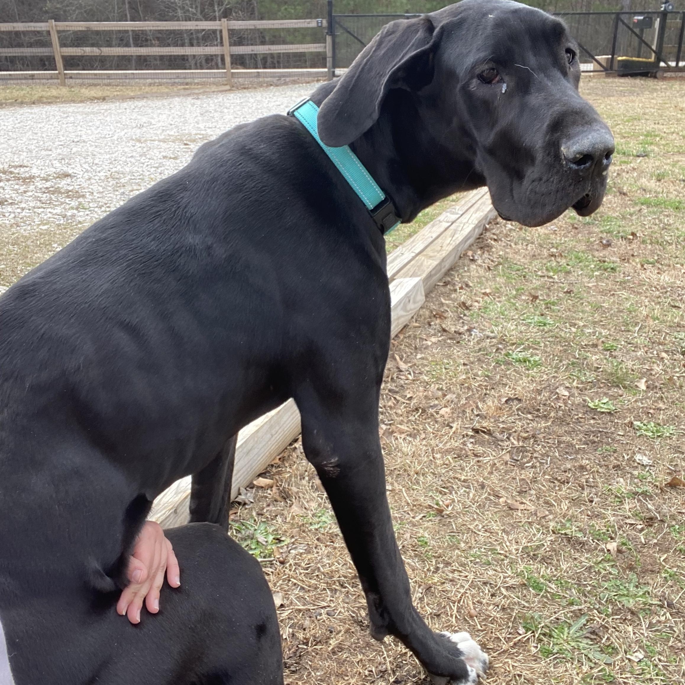 Enlarge Espresso Martini, an adopted Great Dane in Chester, SC image 3/5
