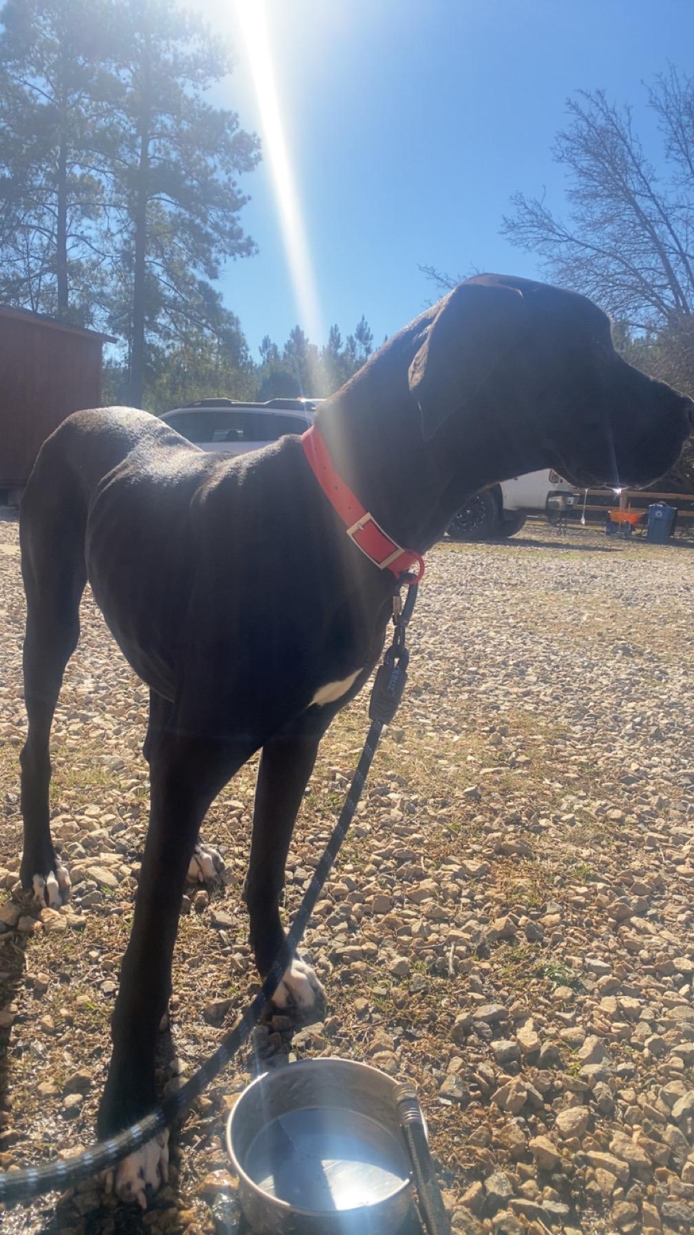 Enlarge Espresso Martini, an adopted Great Dane in Chester, SC image 4/5