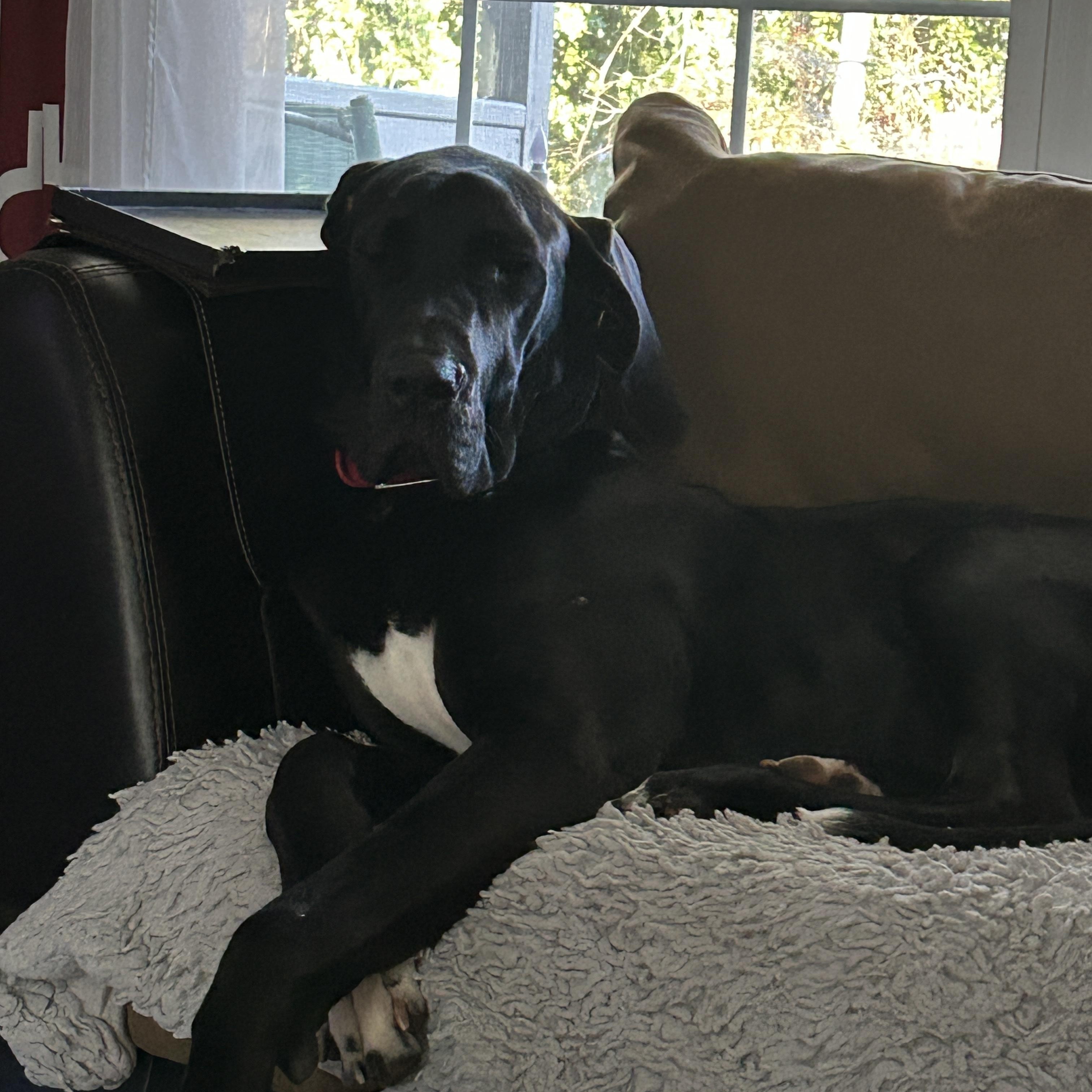 Enlarge Espresso Martini, an adopted Great Dane in Chester, SC image 5/5