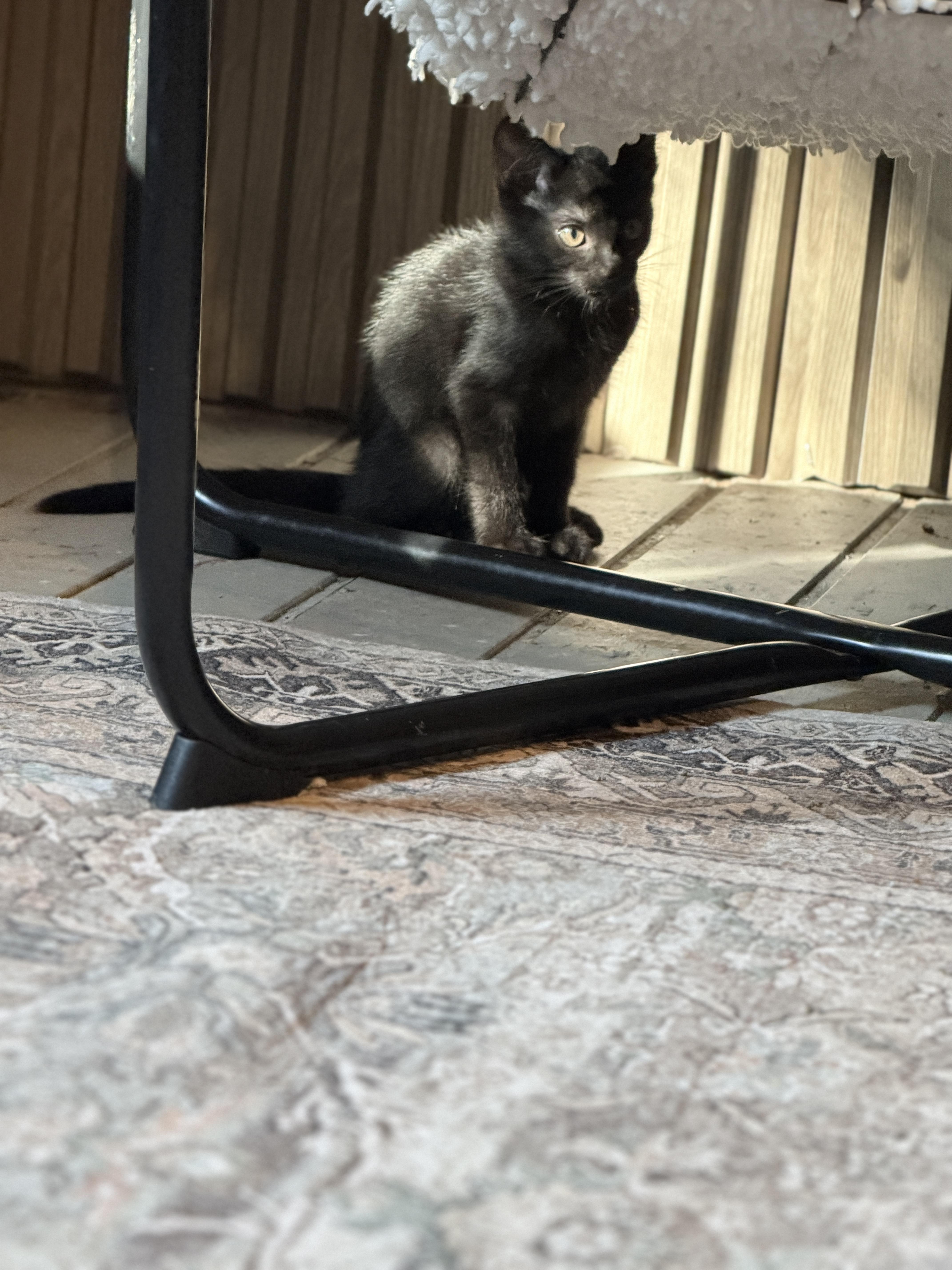 Enlarge Finn, a Adoptable Domestic Short Hair in Athens, OH image 3/4