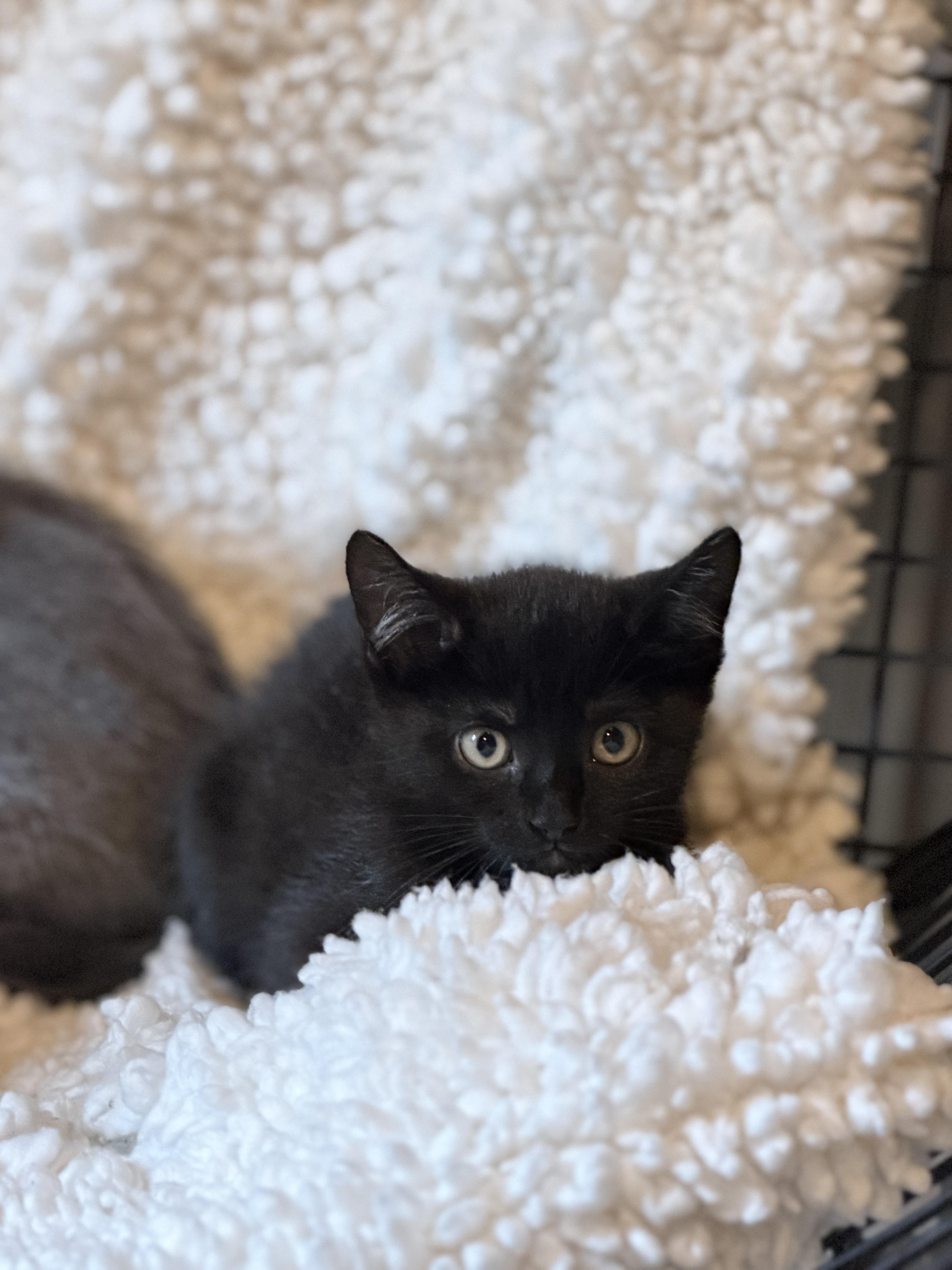 Enlarge Finn, a Adoptable Domestic Short Hair in Athens, OH image 4/4
