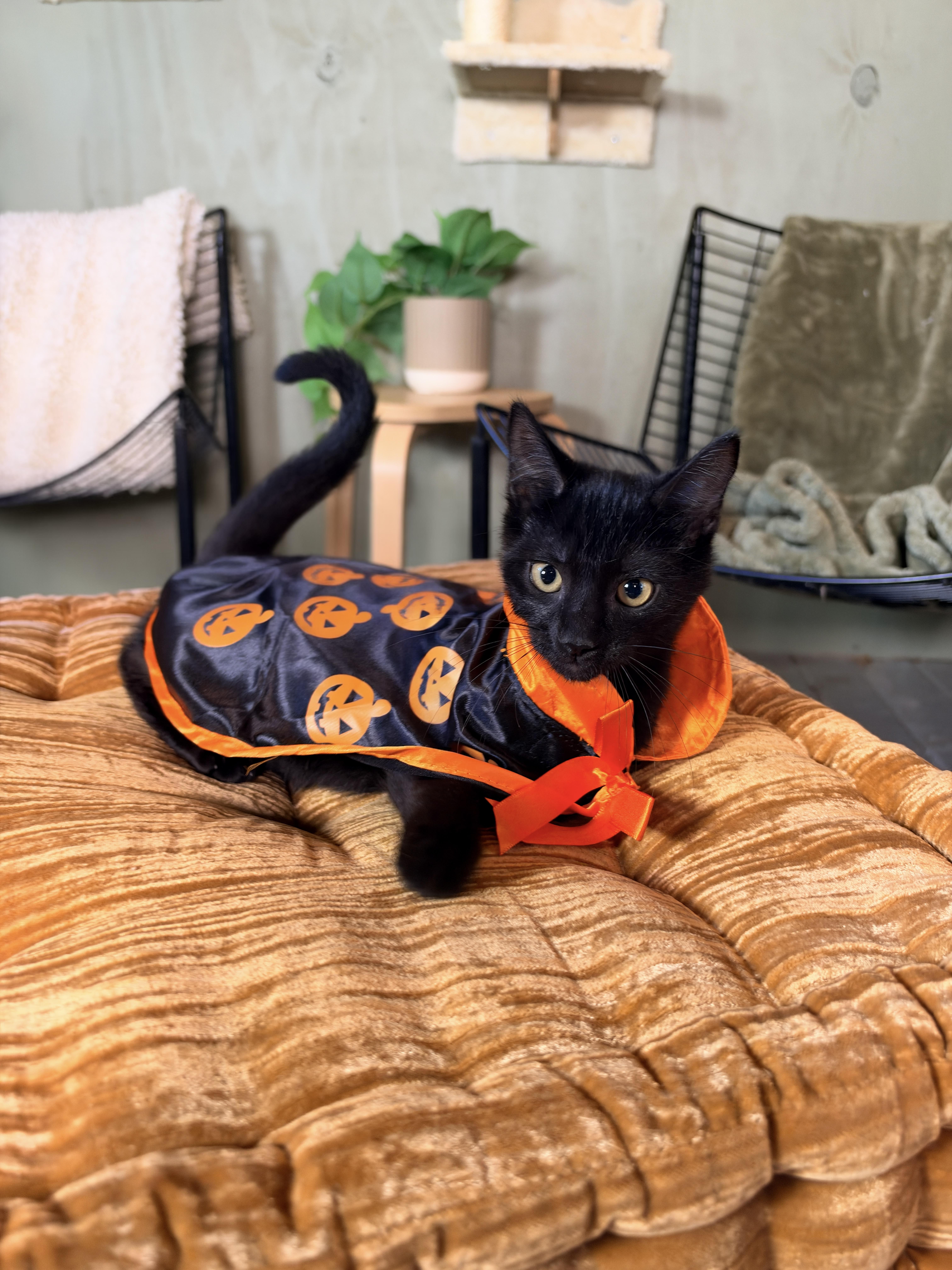 Enlarge Finn, a Adoptable Domestic Short Hair in Athens, OH image 3/3
