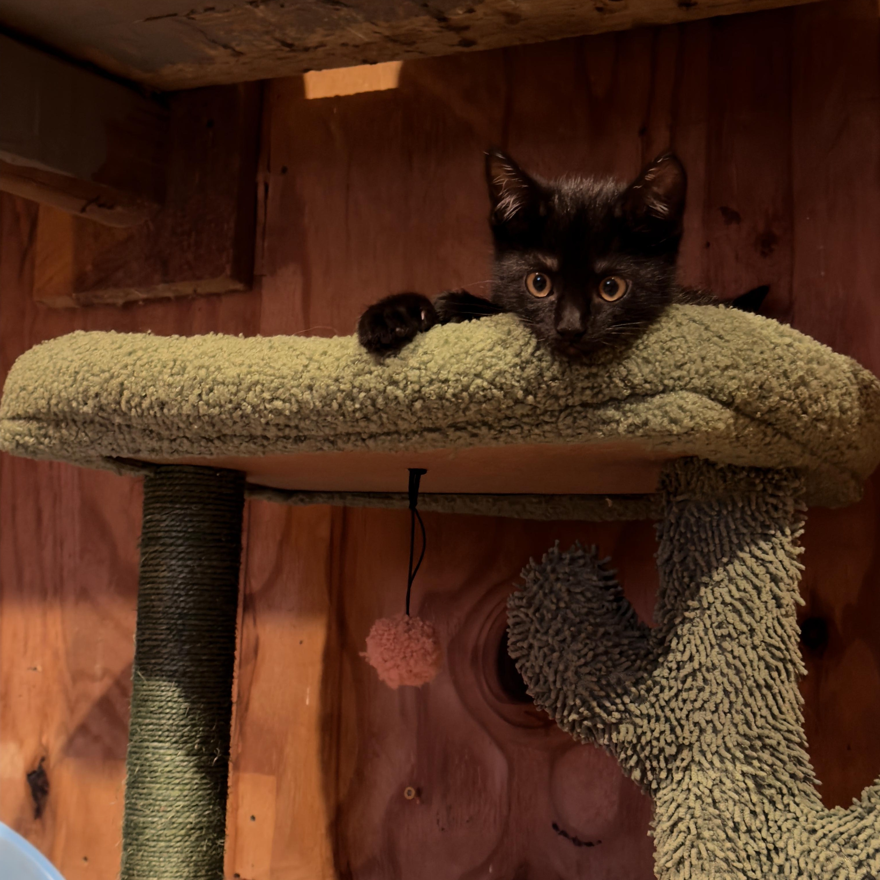 Enlarge Finn, a Adoptable Domestic Short Hair in Athens, OH image 2/4