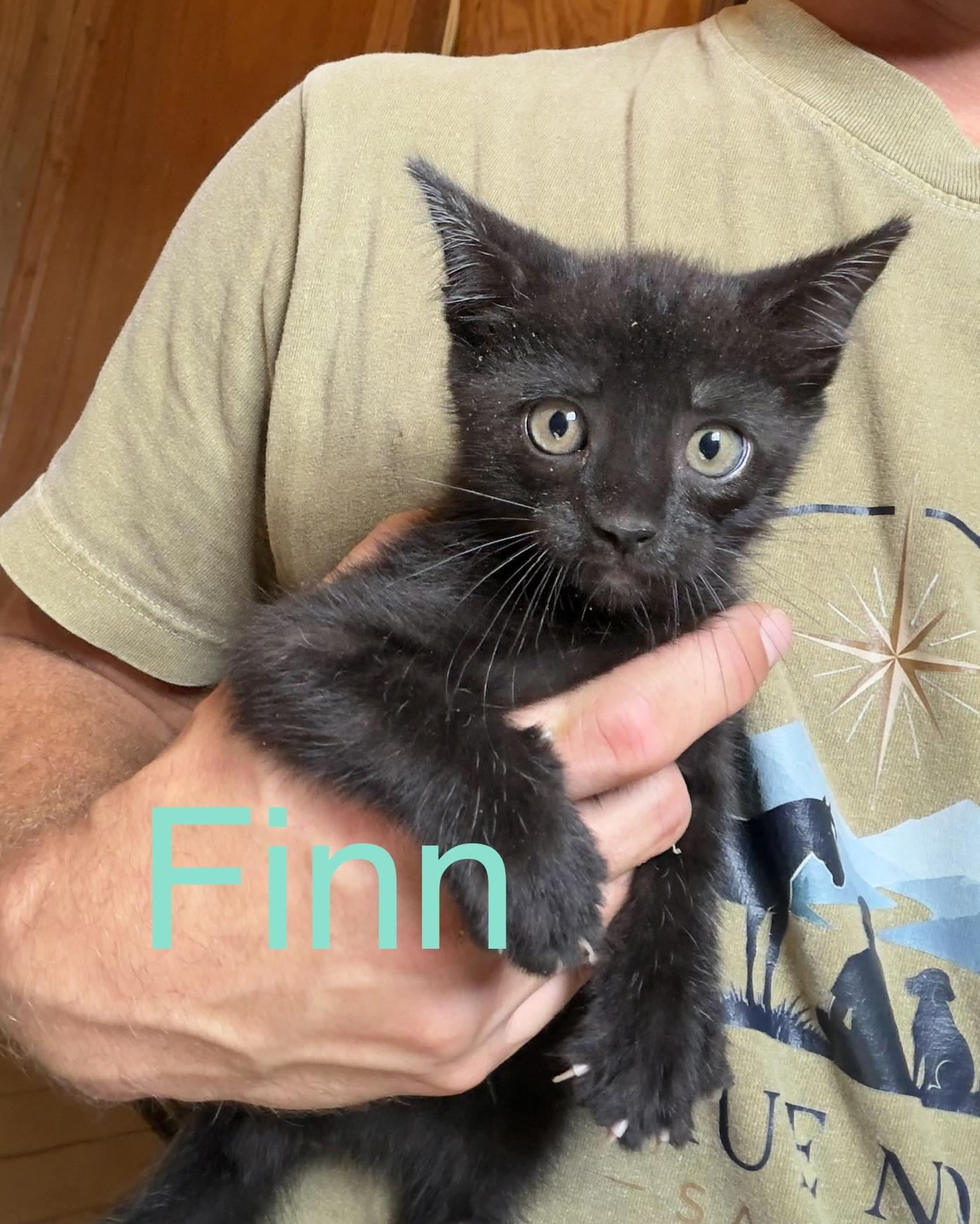 Finn, Adoptable, Kitten Male Domestic Short Hair.