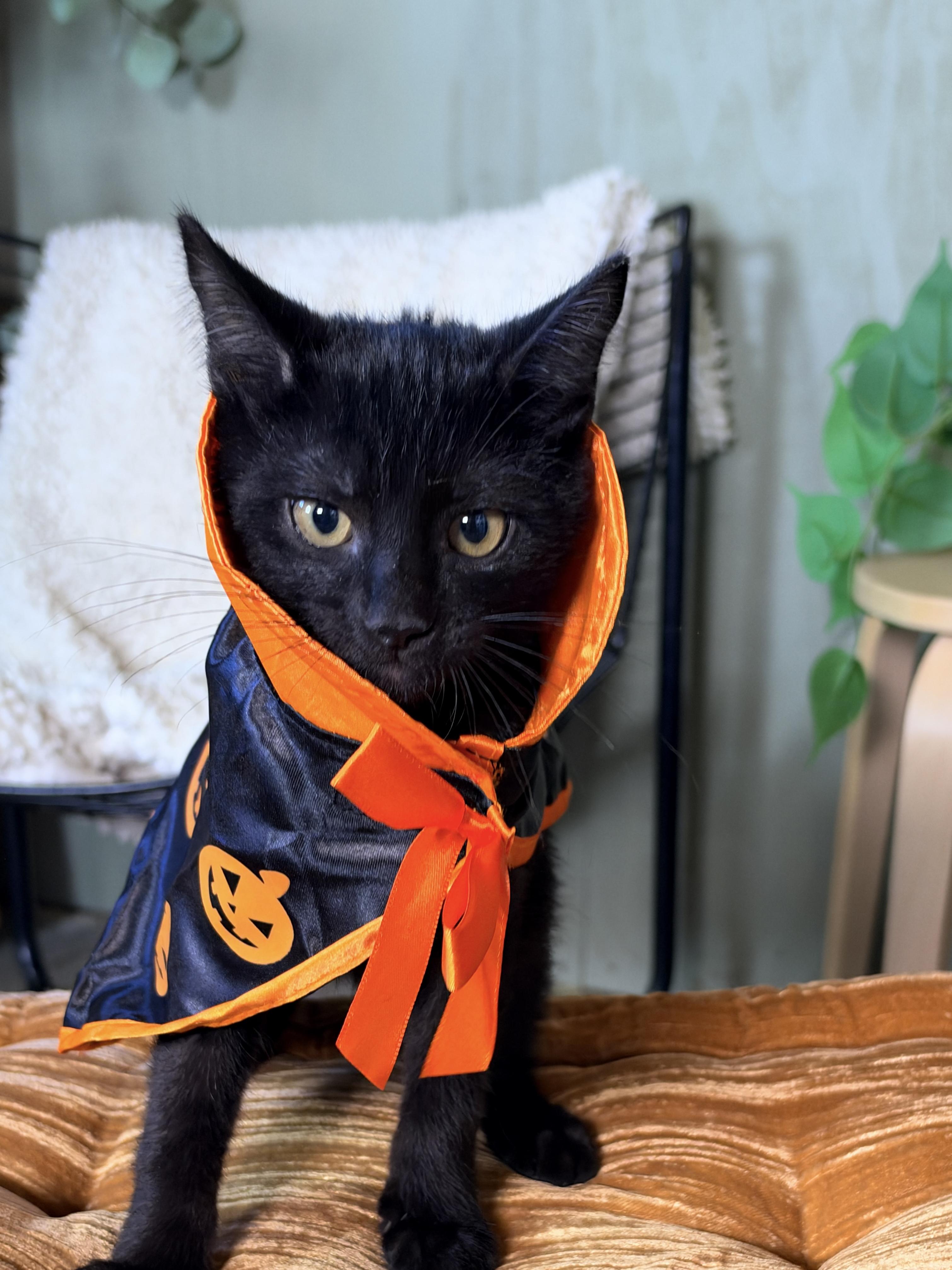 Enlarge Finn, a Adoptable Domestic Short Hair in Athens, OH image 1/3