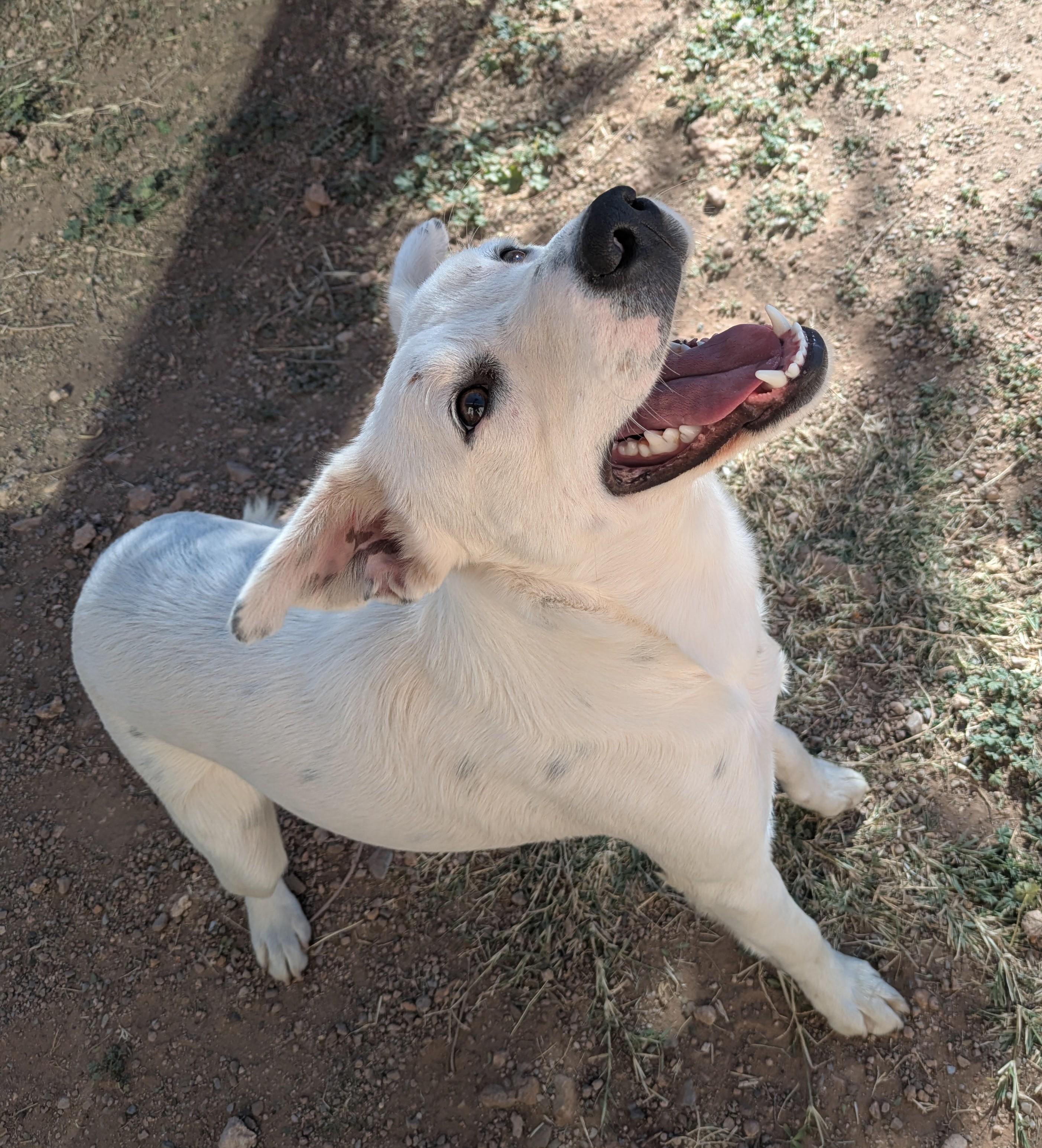 Blitz, ADOPTABLE, Adult Male Cattle Dog & Mixed Breed.