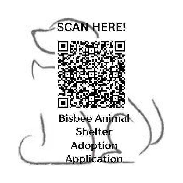 Enlarge Blitz, a ADOPTABLE mixed breed in Bisbee, AZ image 2/2