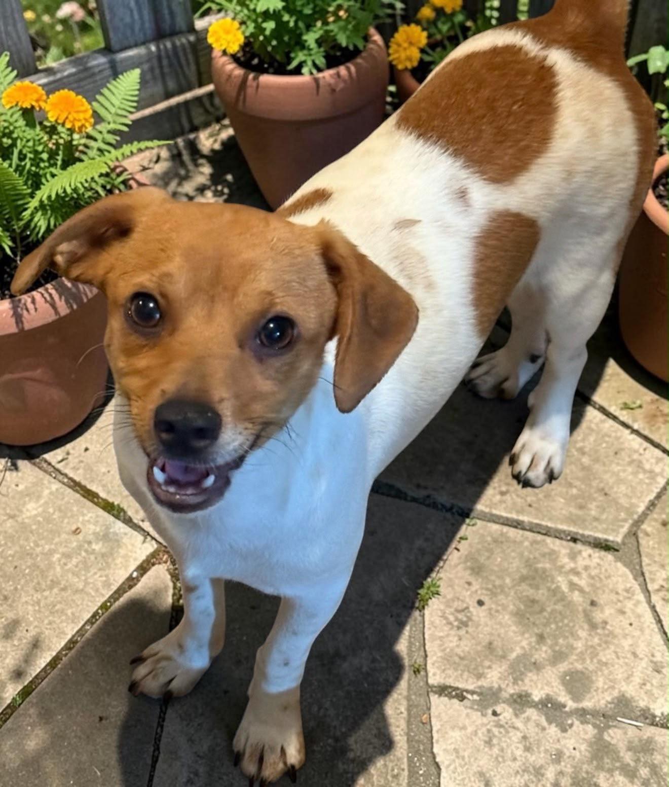 Zeus, Adoptable, Puppy Male Chiweenie.