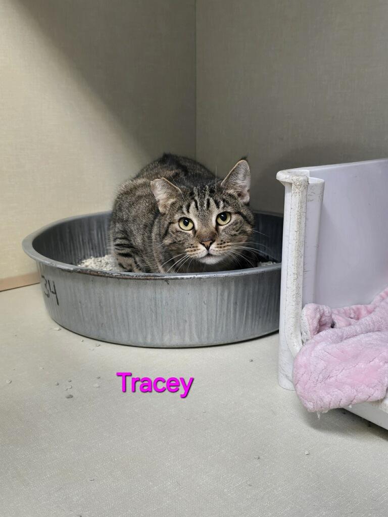 Tracey